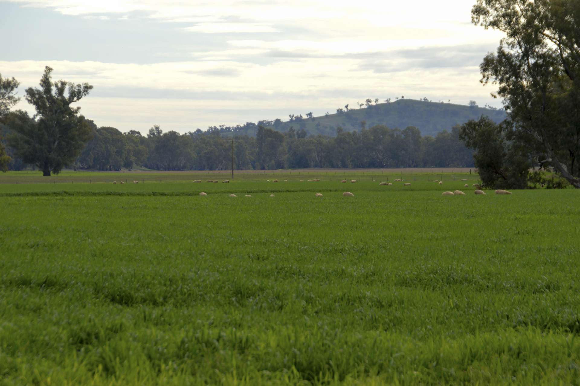 460 Wokolena Road, Wagga Wagga For Sale by Farmbuy.com - image 35