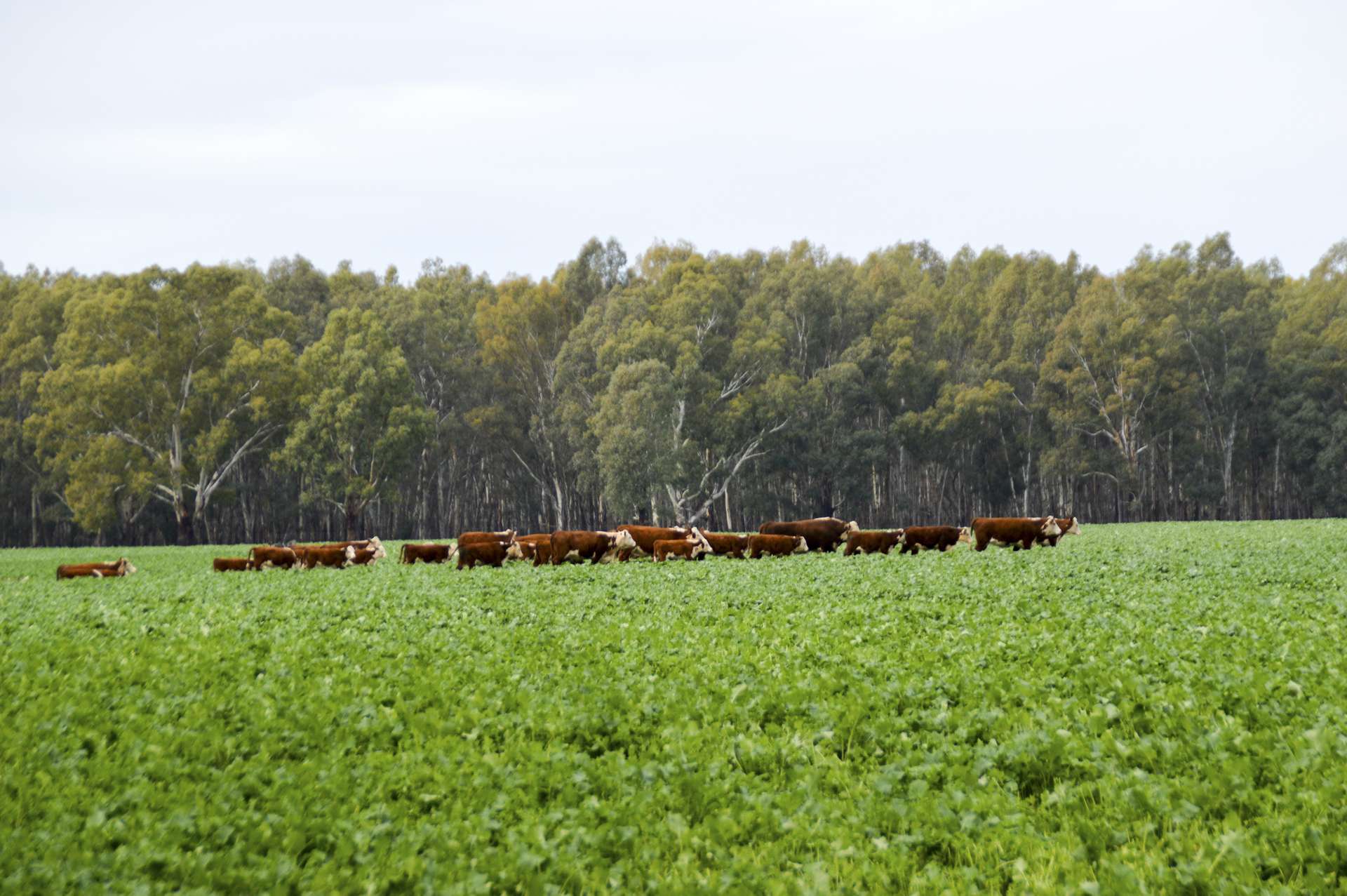 460 Wokolena Road, Wagga Wagga For Sale by Farmbuy.com - image 9