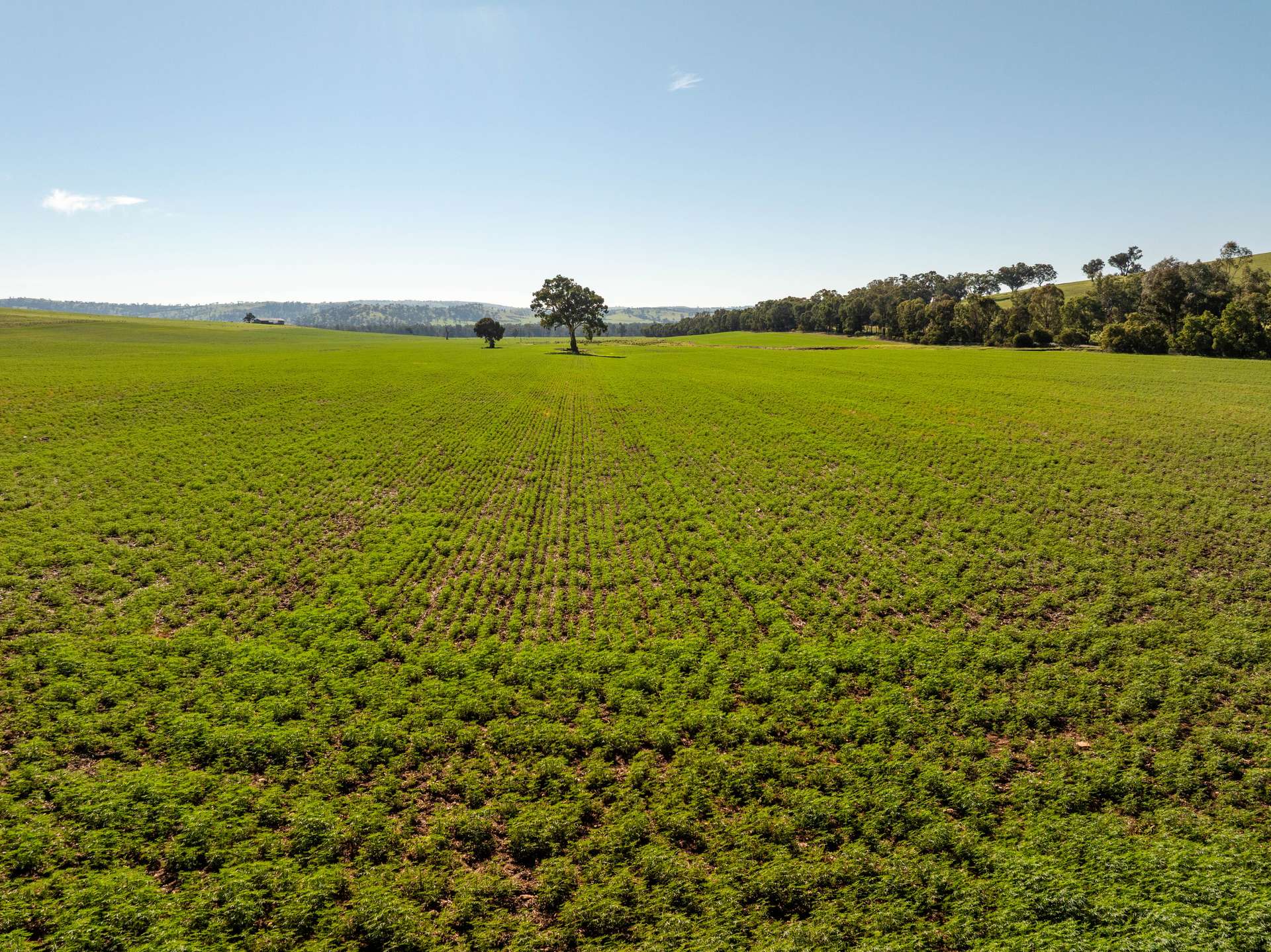 460 Wokolena Road, Wagga Wagga For Sale by Farmbuy.com - image 6