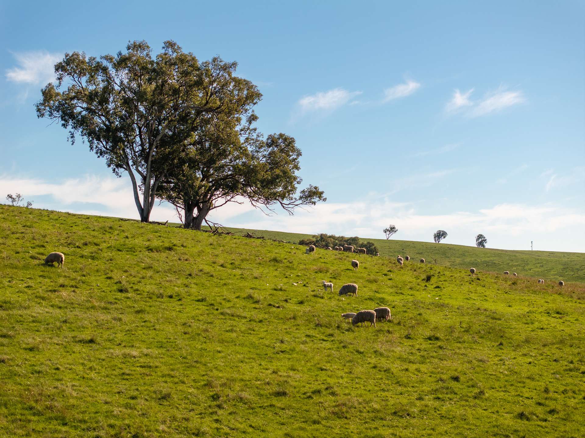 460 Wokolena Road, Wagga Wagga For Sale by Farmbuy.com - image 4