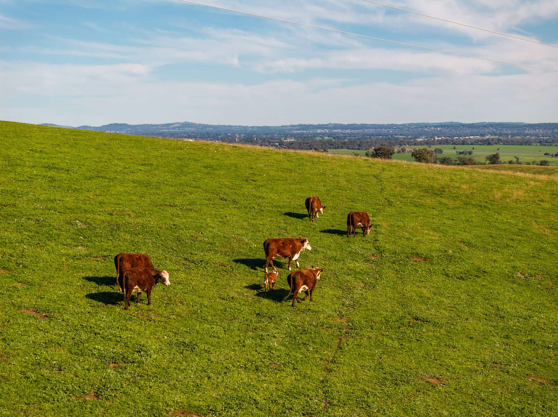 460 Wokolena Road, Wagga Wagga For Sale by Farmbuy.com - image 3