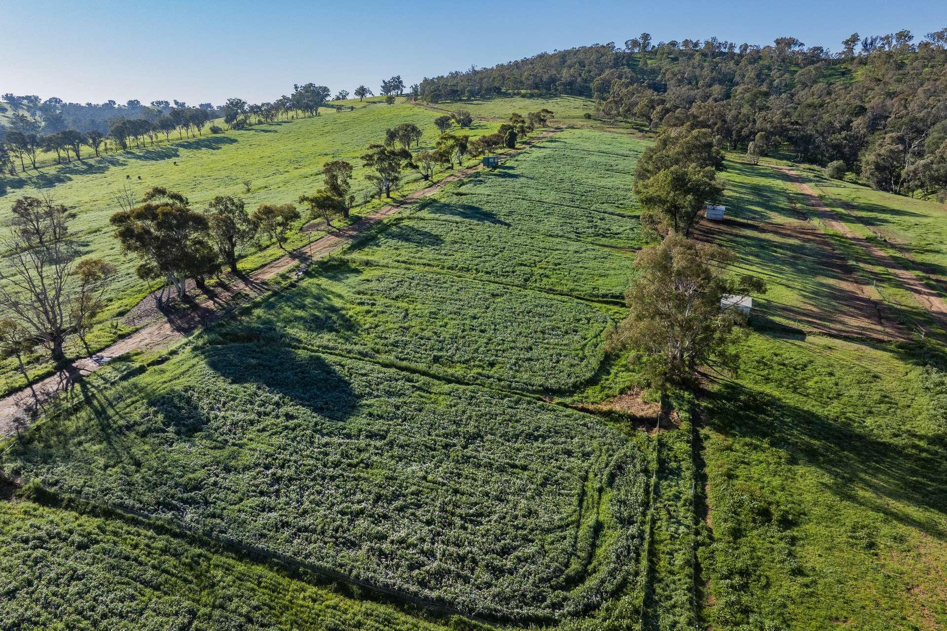 9294 Tumbarumba Road, Wagga Wagga For Sale by Farmbuy.com - image 11