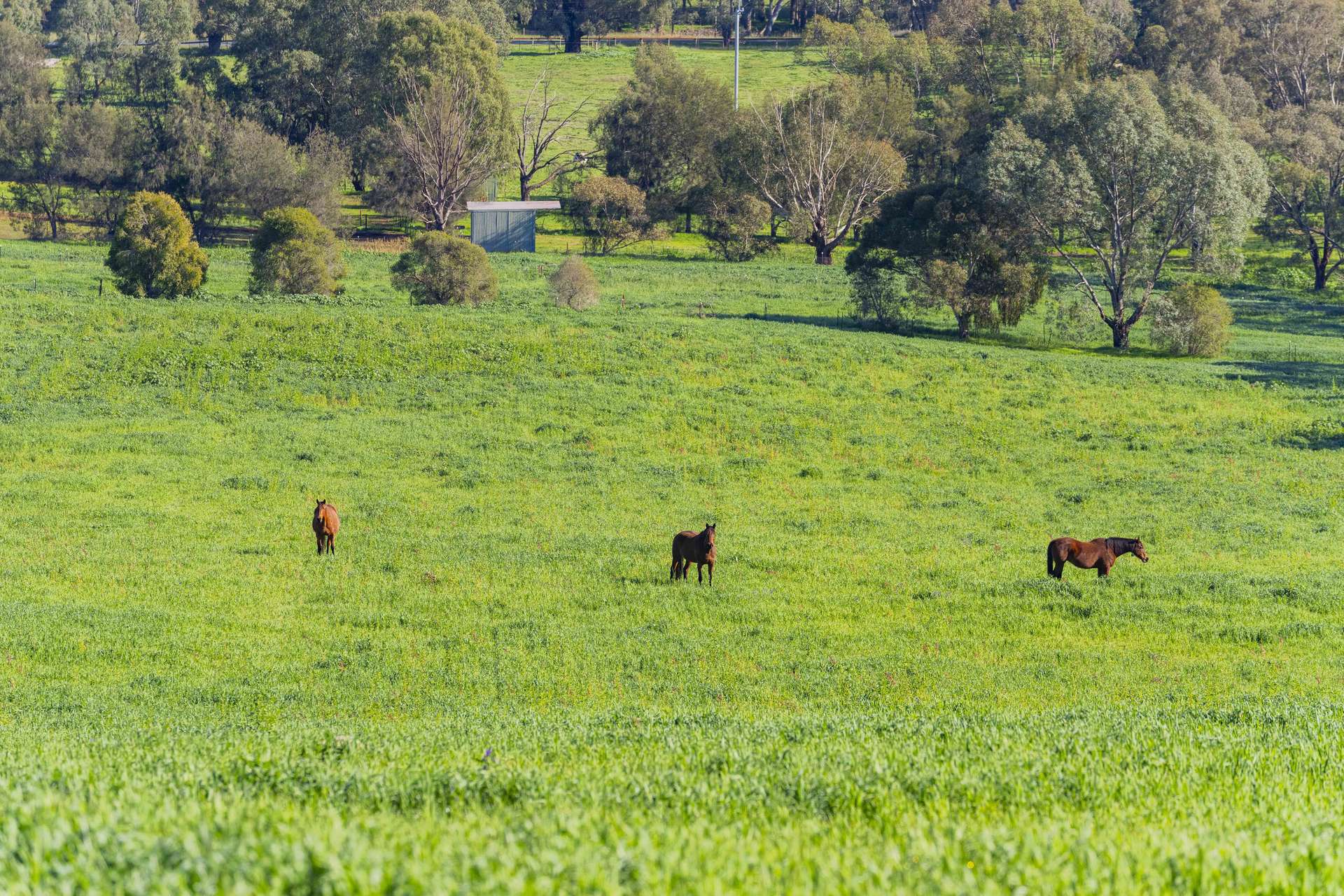 9294 Tumbarumba Road, Wagga Wagga For Sale by Farmbuy.com - image 6