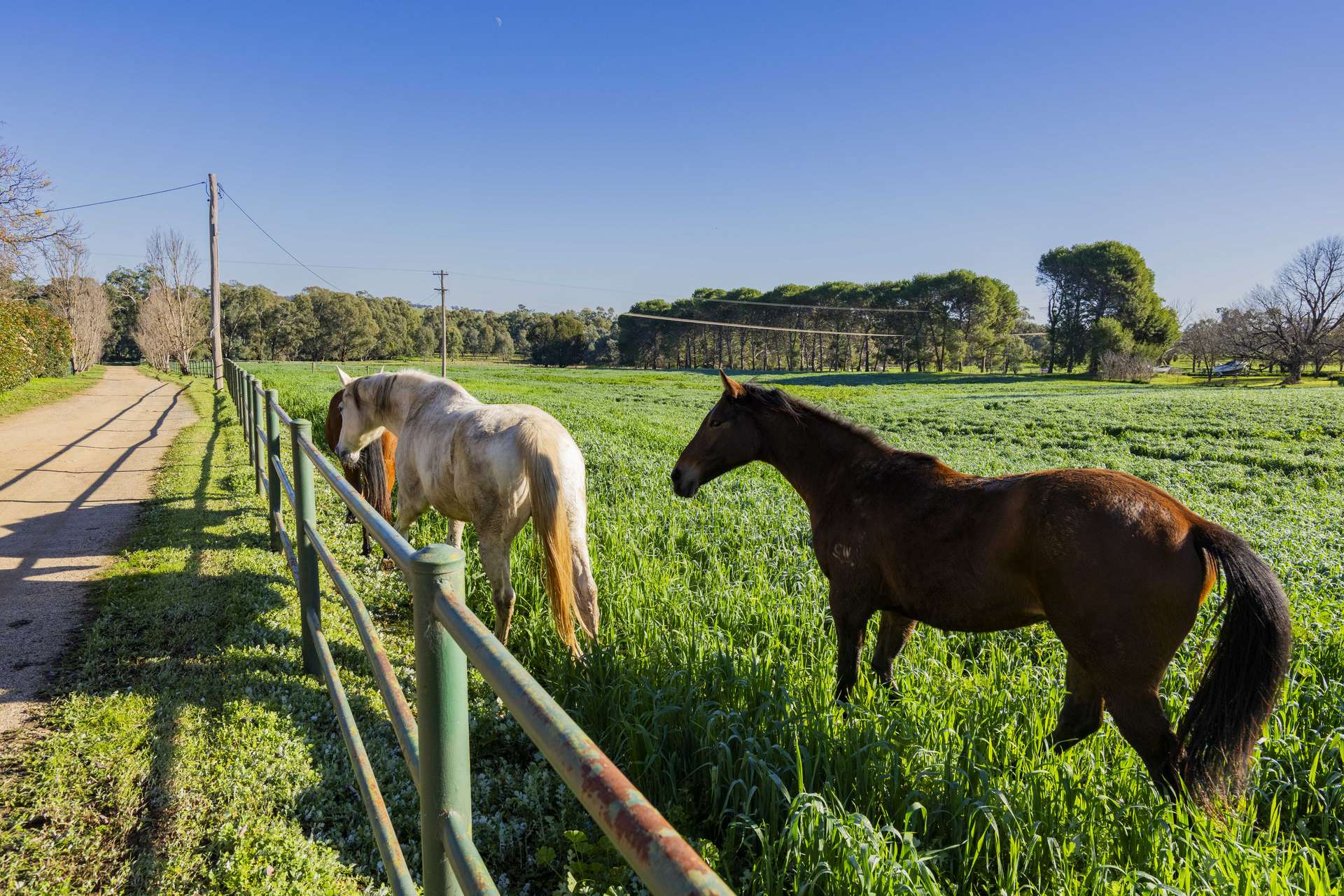 9294 Tumbarumba Road, Wagga Wagga For Sale by Farmbuy.com - image 3