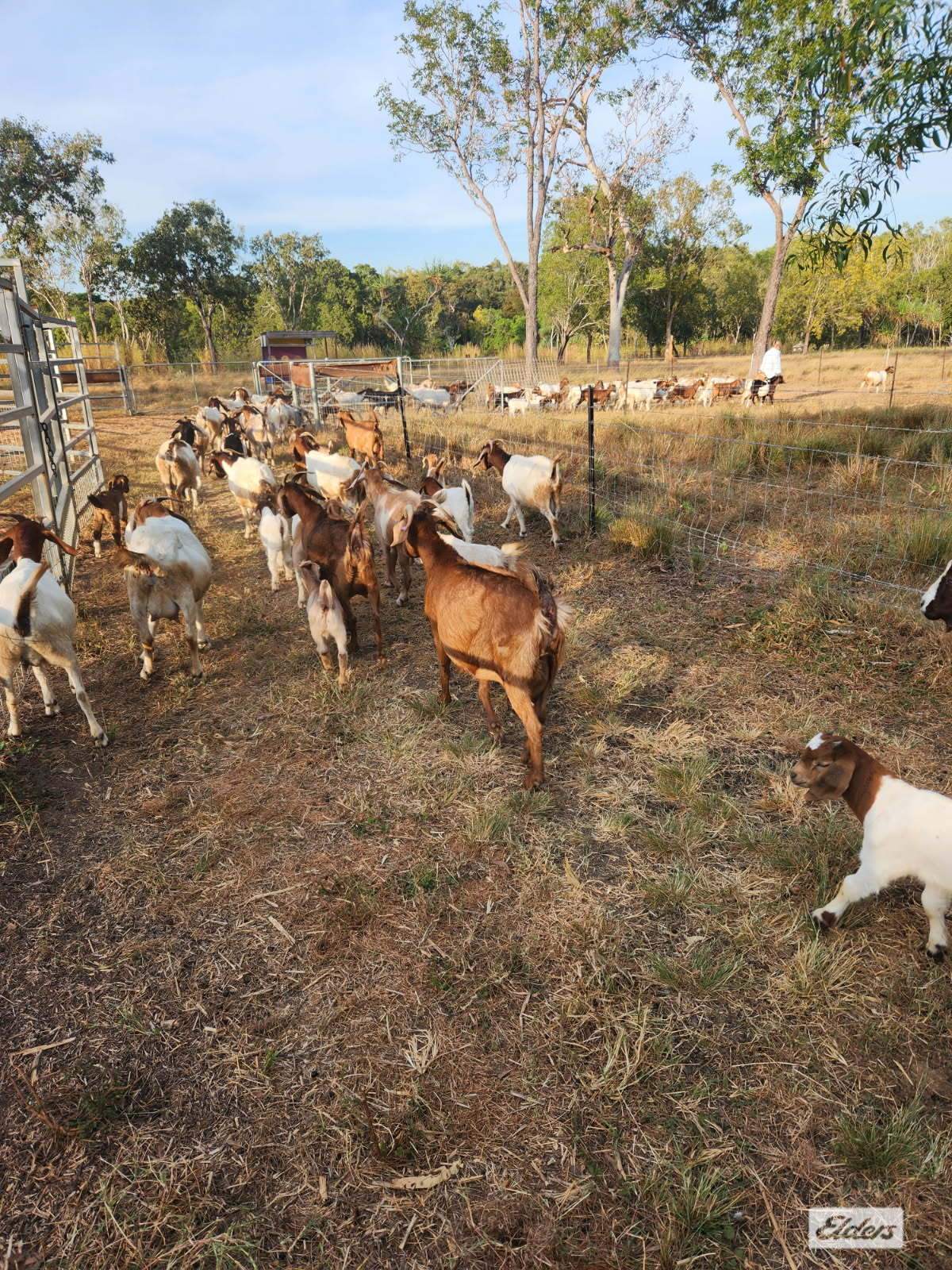 680 Miles Road, Eva Valley For Sale by Farmbuy.com - image 32