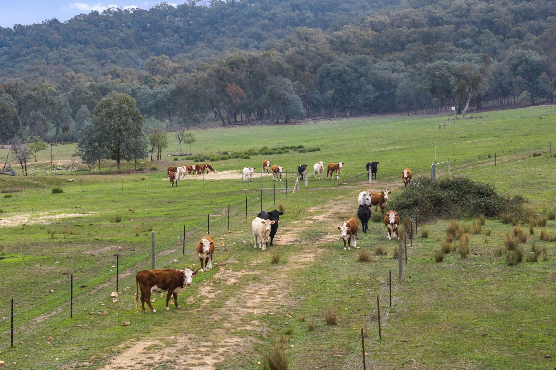 1368 Carboor-Everton Road, Bobinawarrah For Sale by Farmbuy.com - image 17