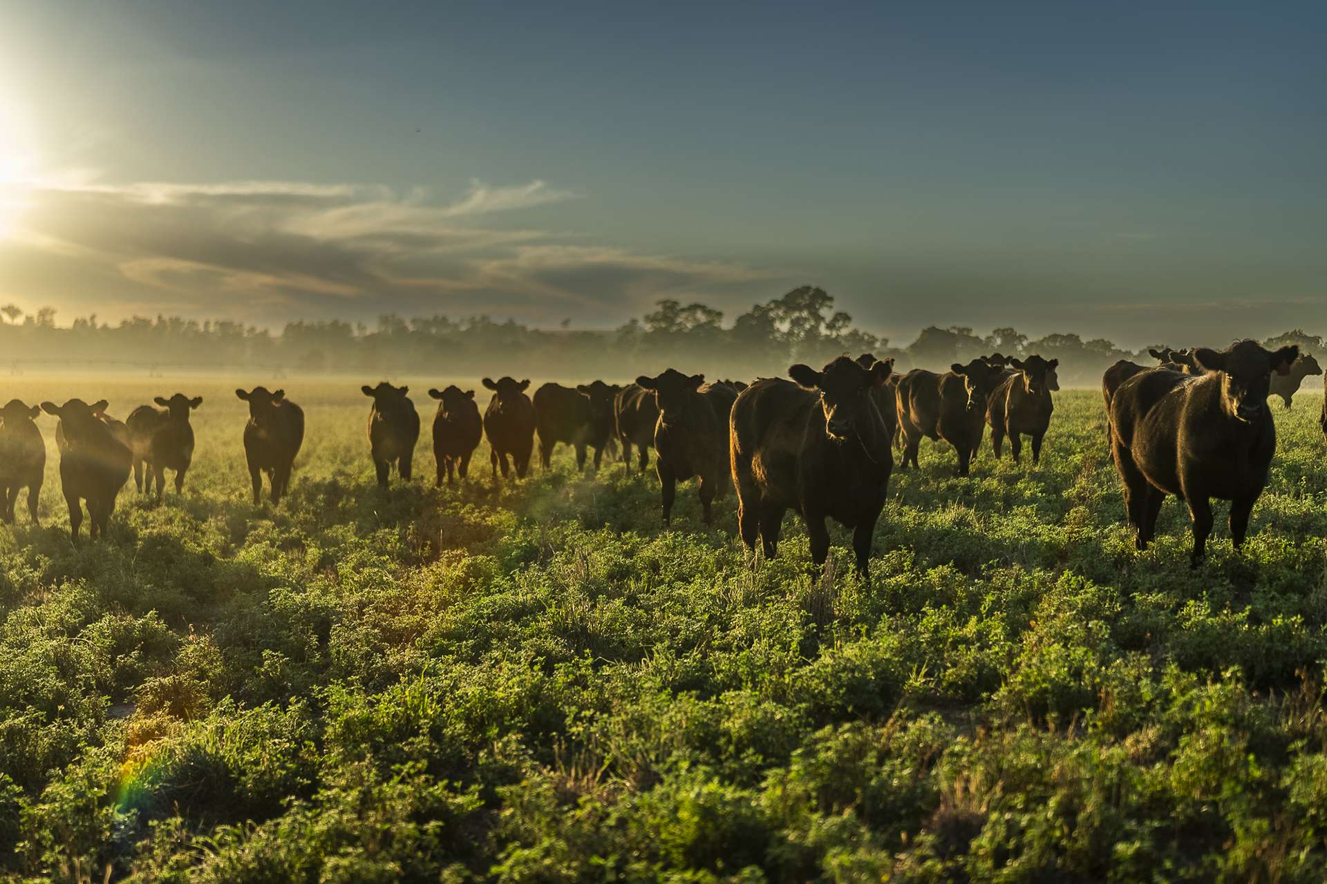 45R Strathmore Road, Geurie For Sale by Farmbuy.com - image 1