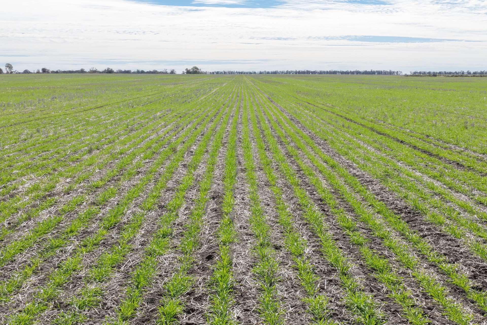 26446 Newell Highway, Moree For Sale by Farmbuy.com - image 3