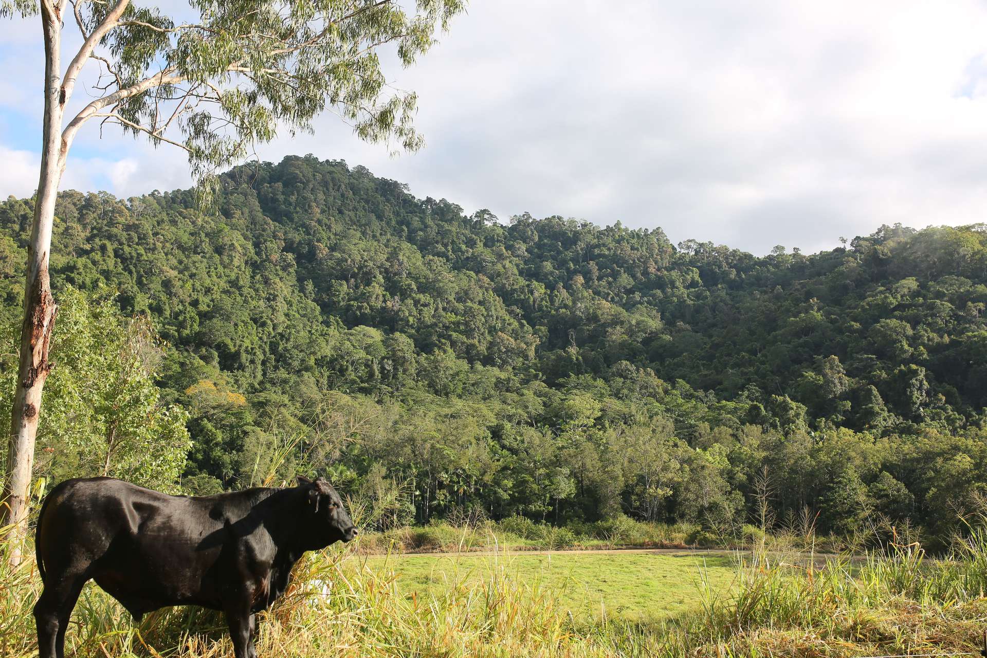 Lot 2 Harris Road, Owens Creek For Sale by Farmbuy.com - image 15