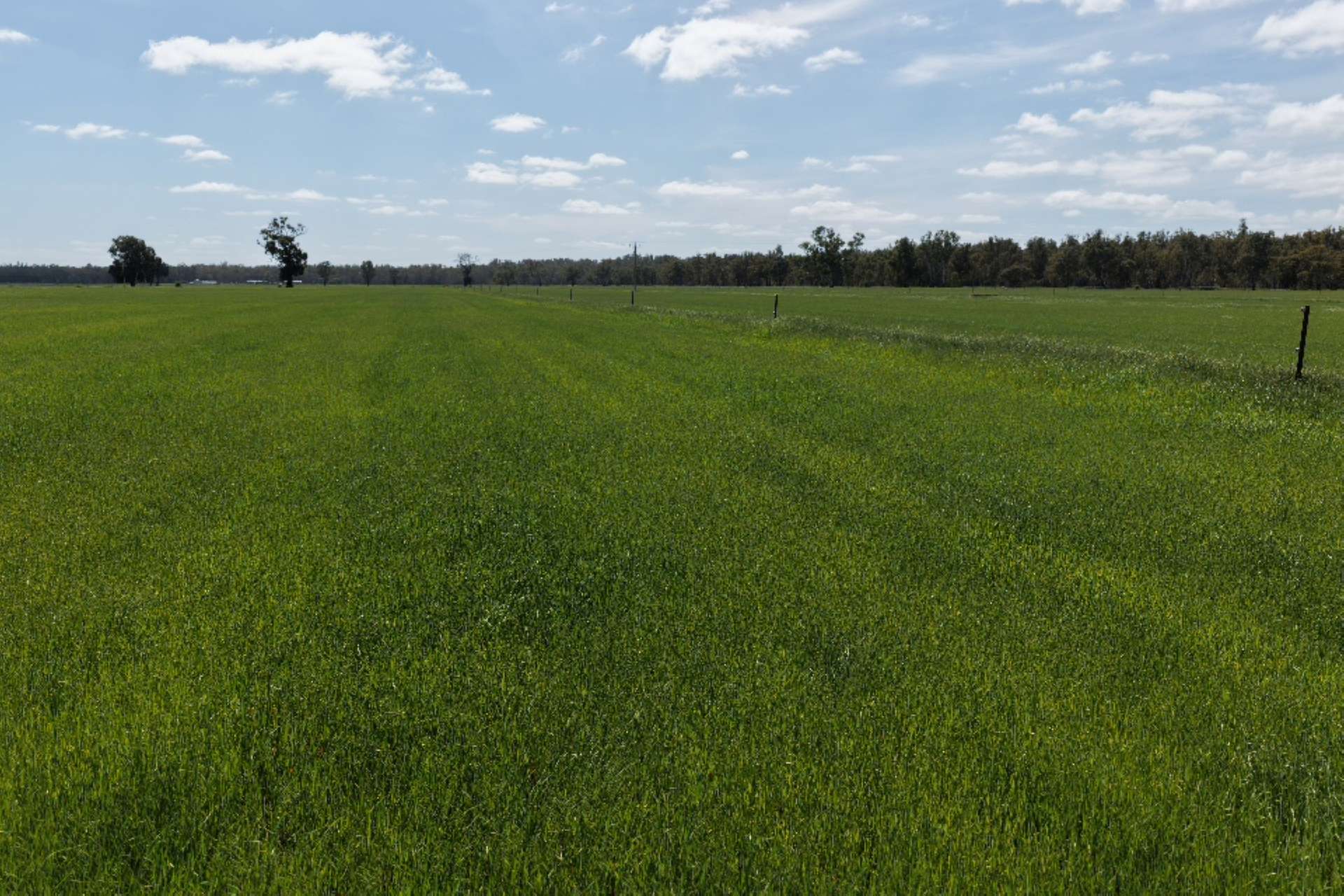 2050 Scobie Road, Yambuna Auction by Farmbuy.com - image 6