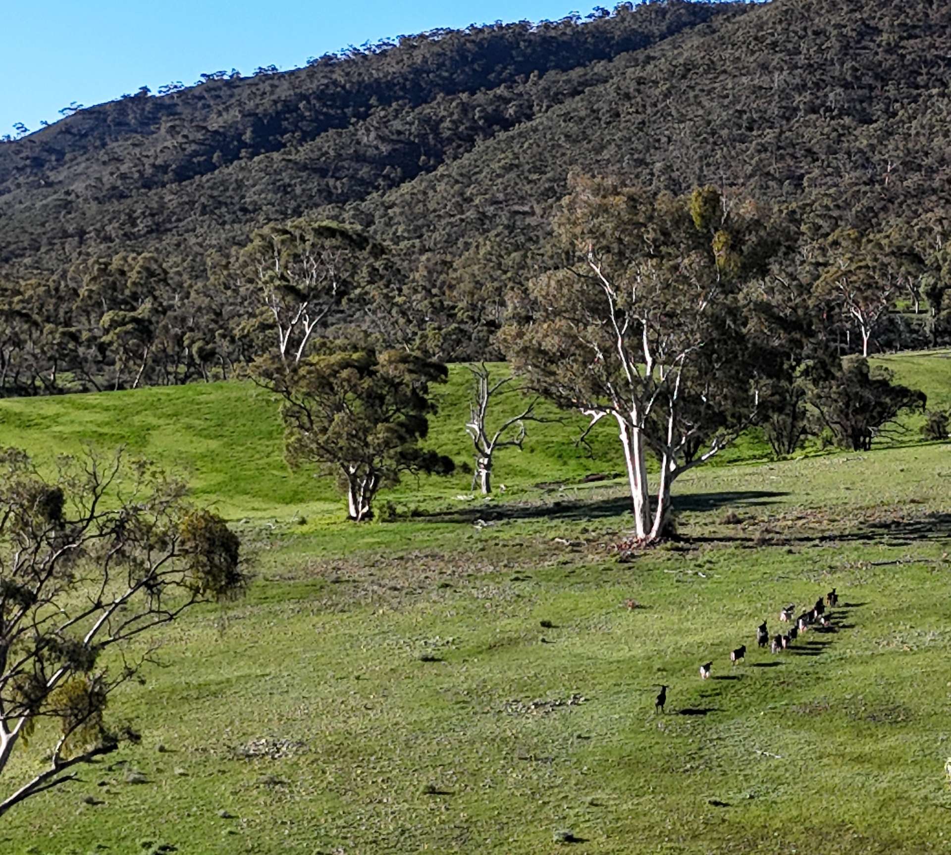 1 Albury Creek Track, Quorn Auction by Farmbuy.com - image 9