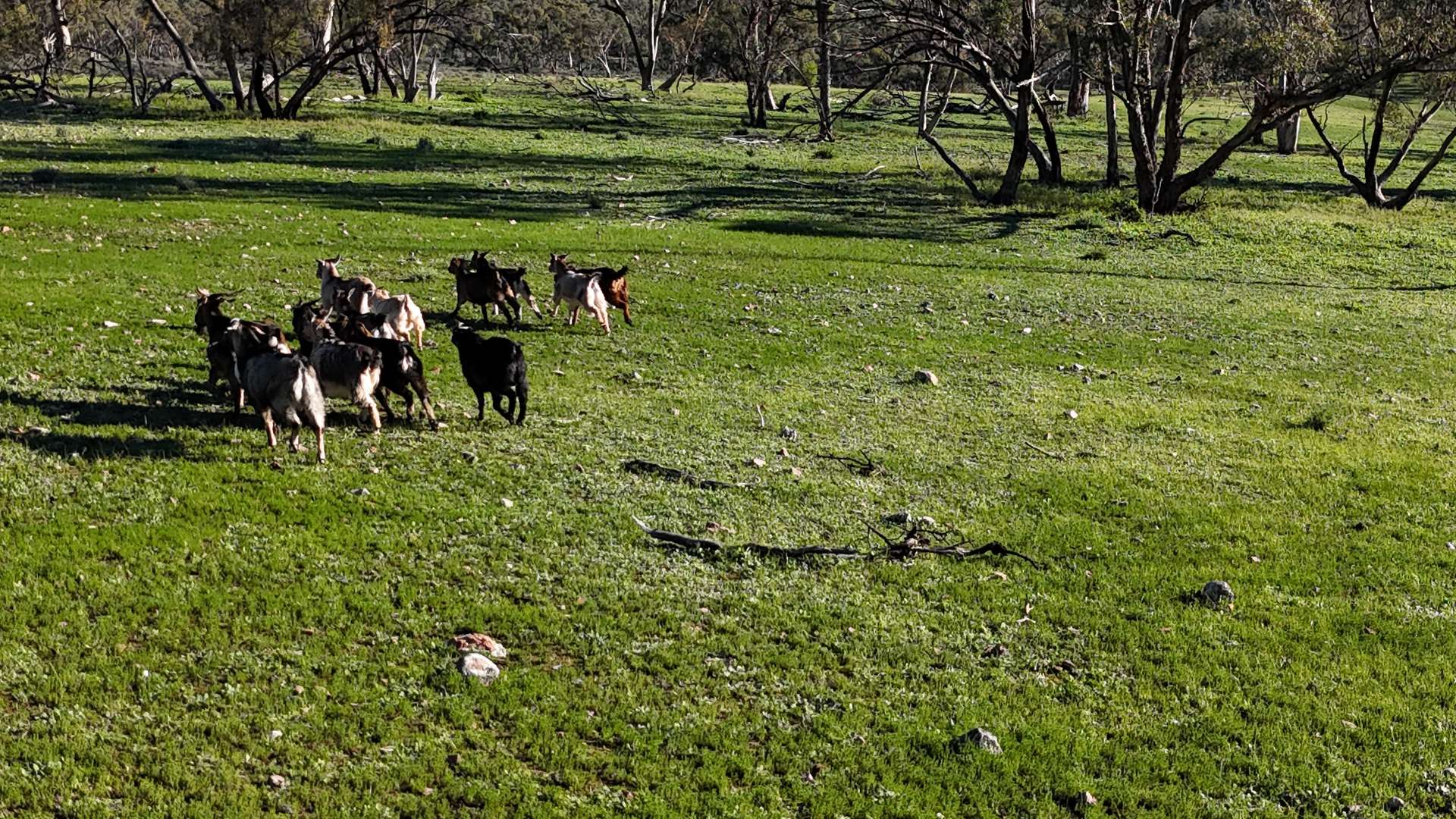1 Albury Creek Track, Quorn Auction by Farmbuy.com - image 16