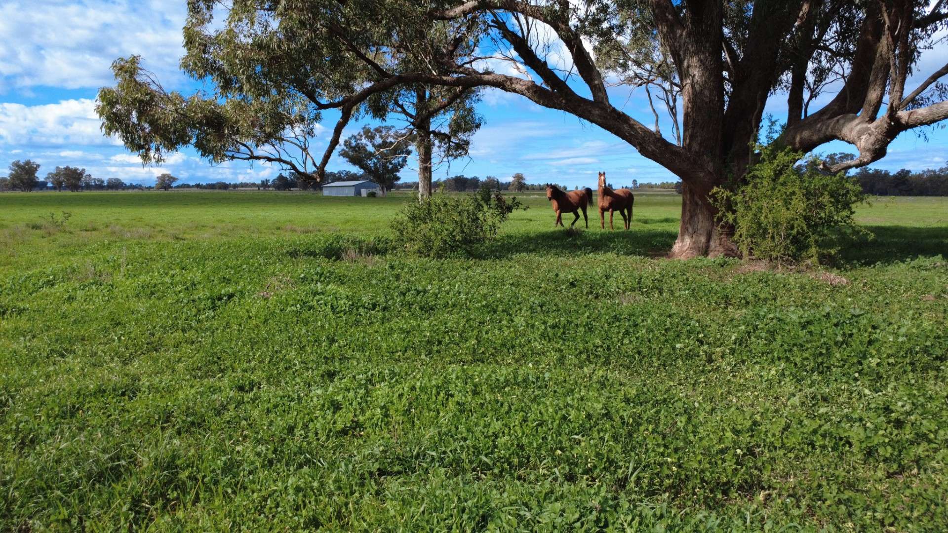 3418 Castlereagh Highway, Breelong For Sale by Farmbuy.com - image 35