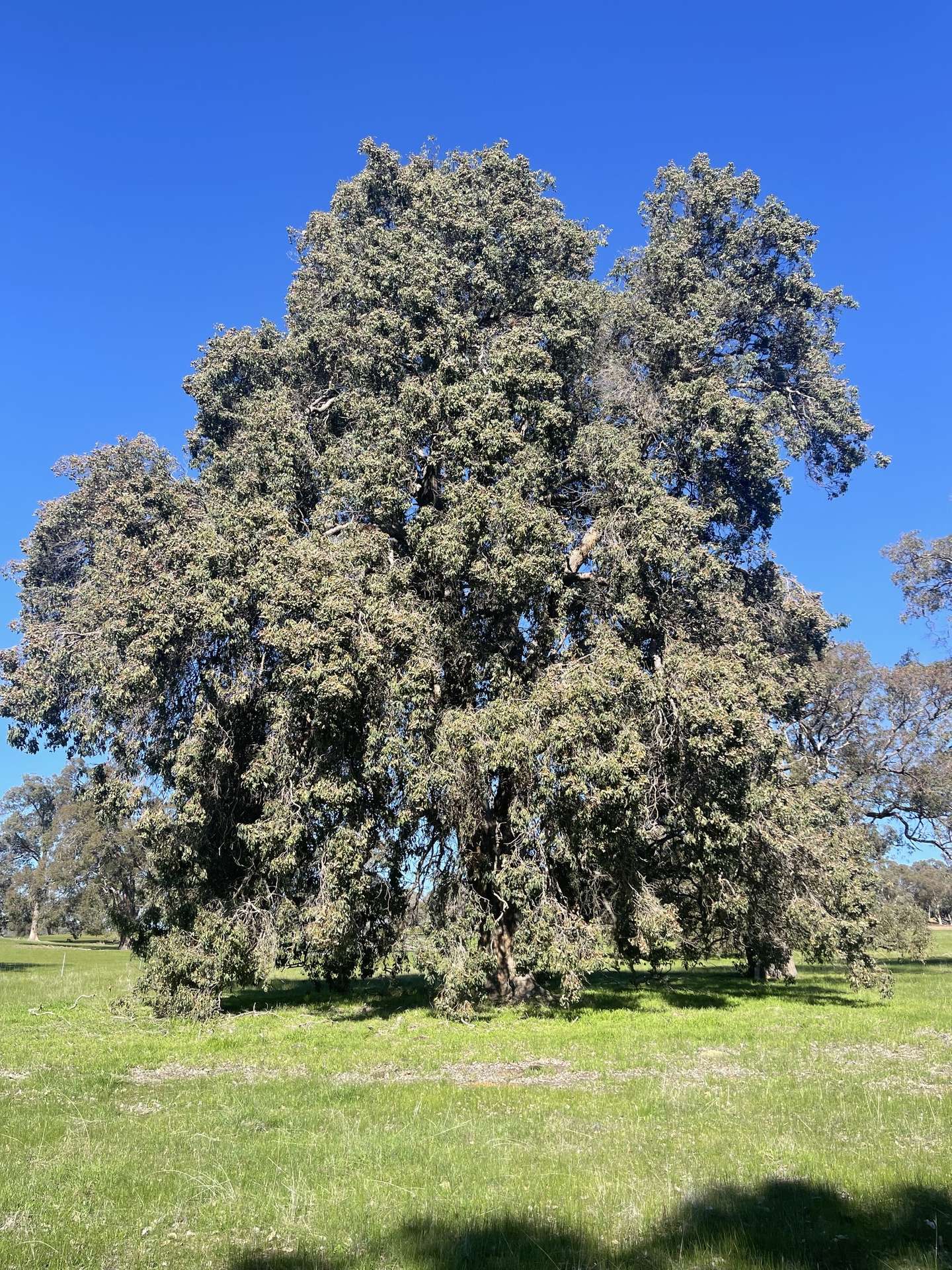 111 Forrest St, Boddington For Sale by Farmbuy.com - image 16