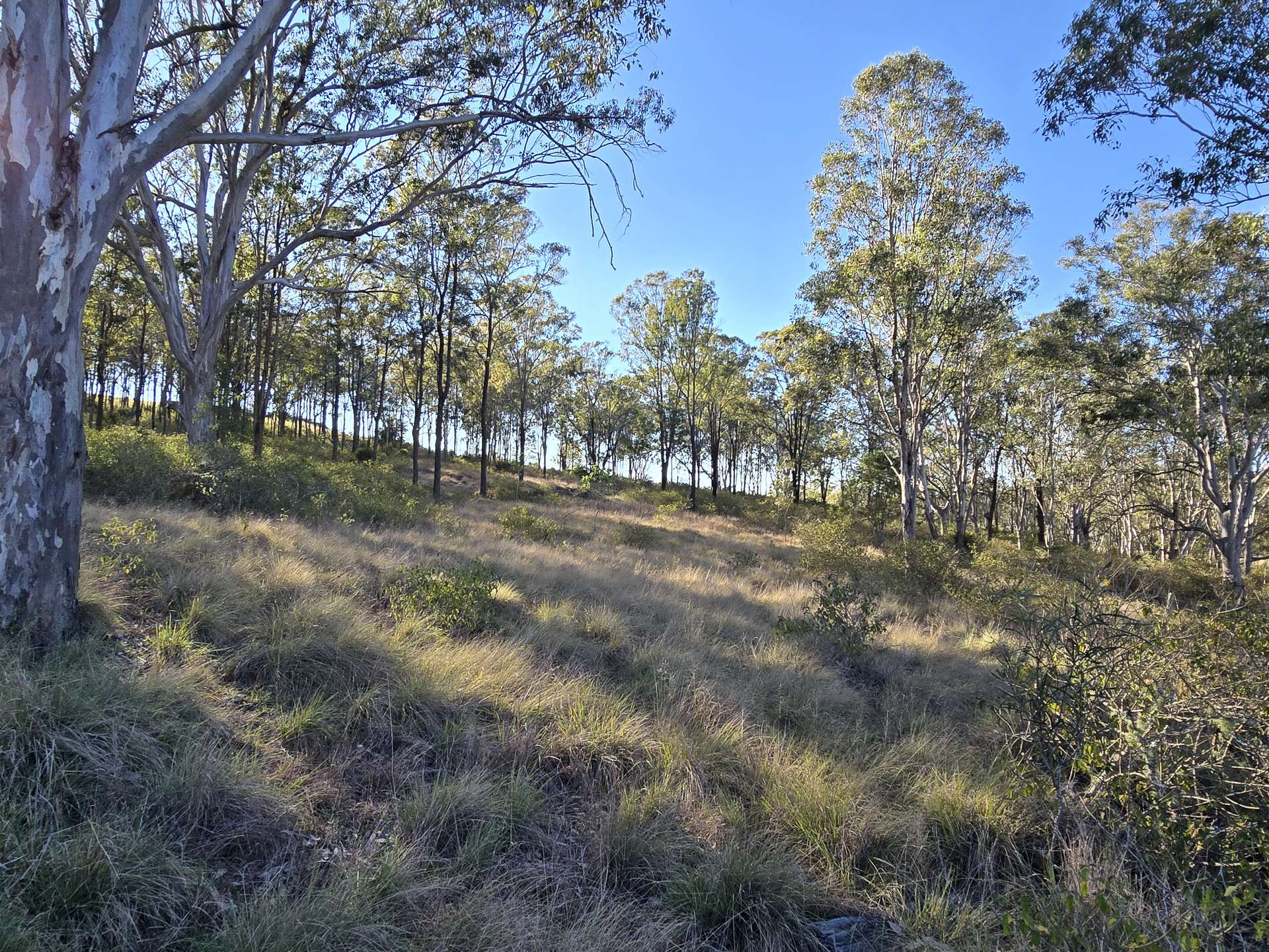 Lot 2 New England Highway, Thornville For Sale by Farmbuy.com - image 7