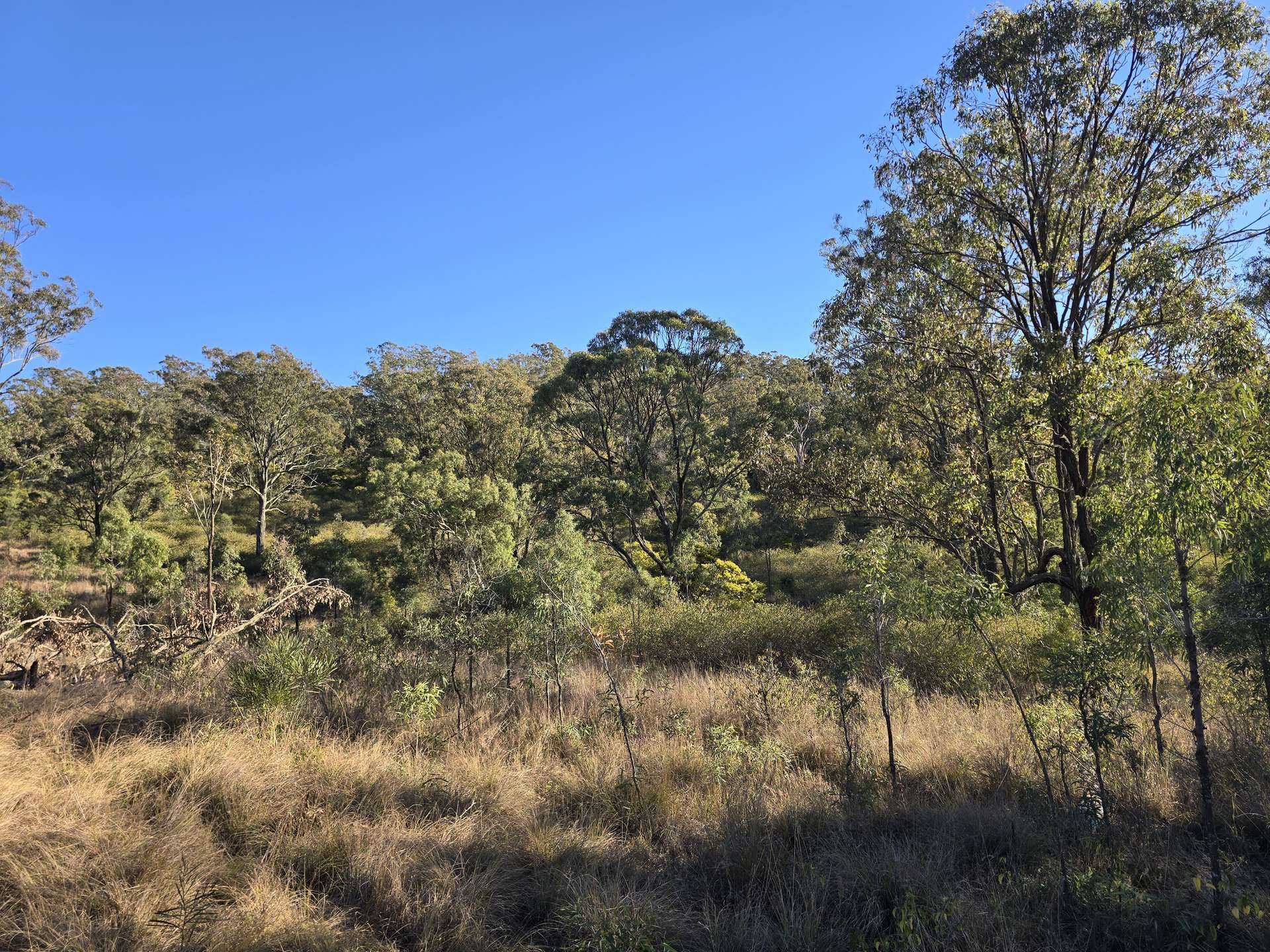 Lot 2 New England Highway, Thornville For Sale by Farmbuy.com - image 13