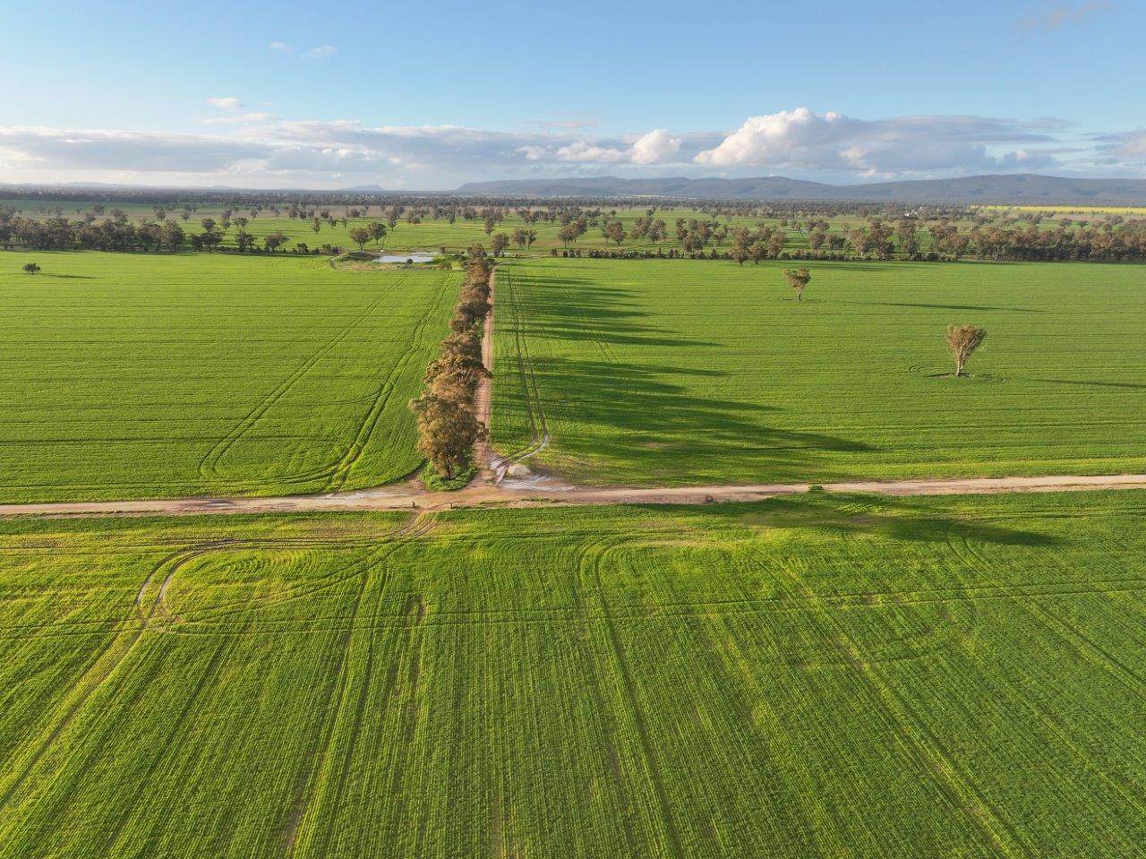 Bongoola Mary Gilmore Way, Bimbi For Sale by Farmbuy.com - image 5