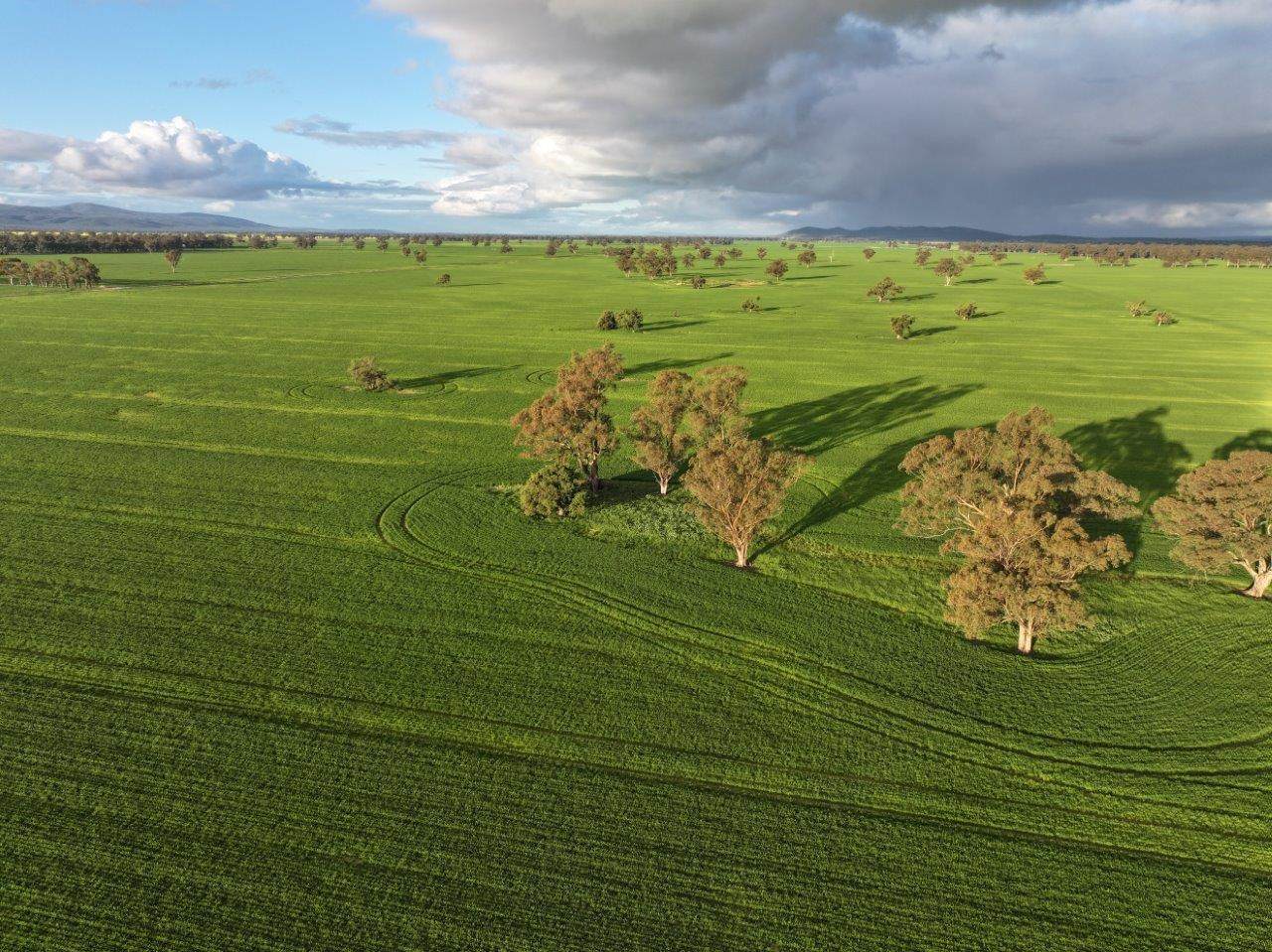 Bongoola Mary Gilmore Way, Bimbi For Sale by Farmbuy.com - image 4