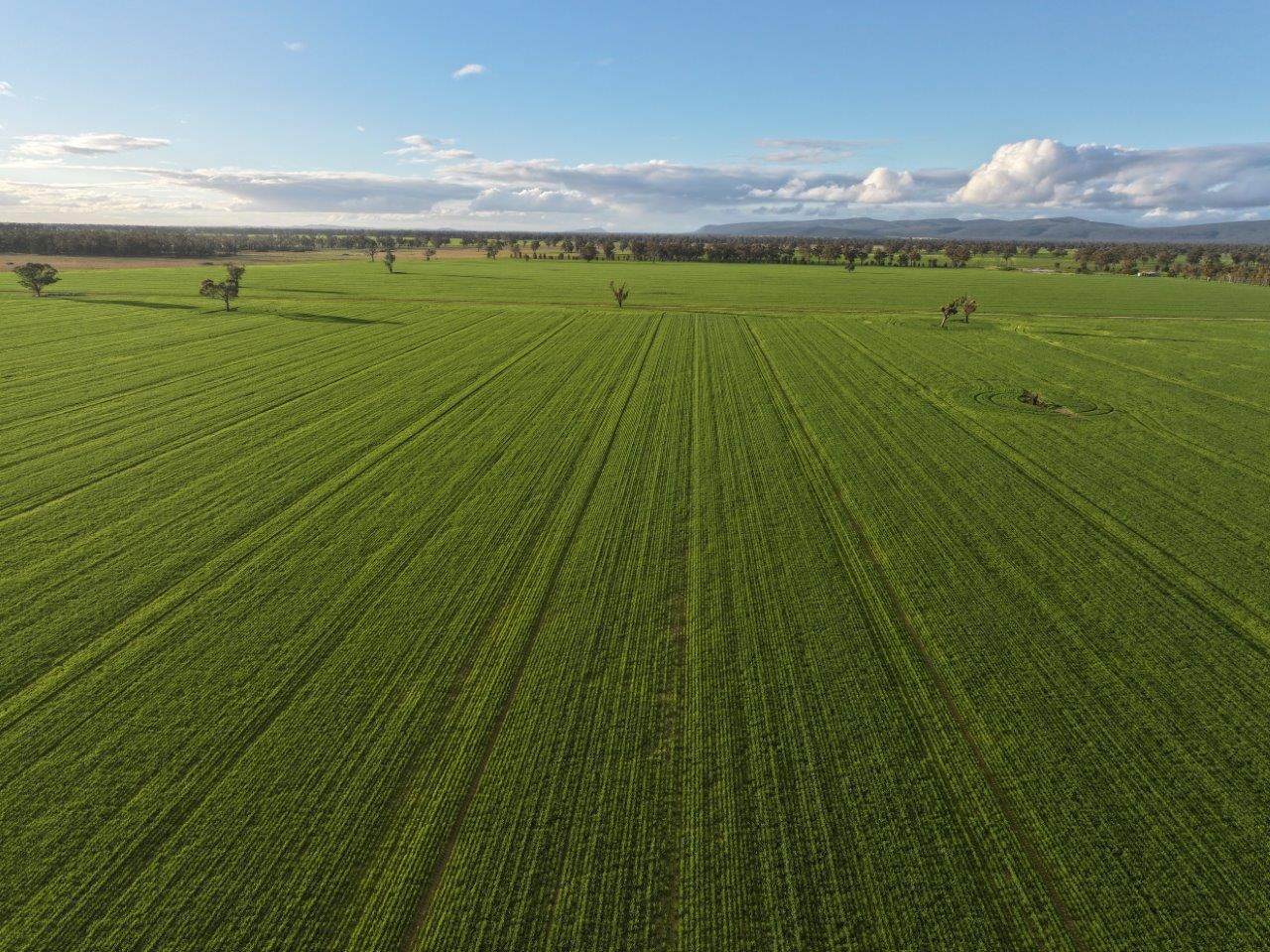 Bongoola Mary Gilmore Way, Bimbi For Sale by Farmbuy.com - image 3