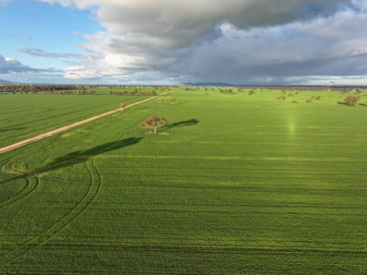 Bongoola Mary Gilmore Way, Bimbi For Sale by Farmbuy.com - image 2