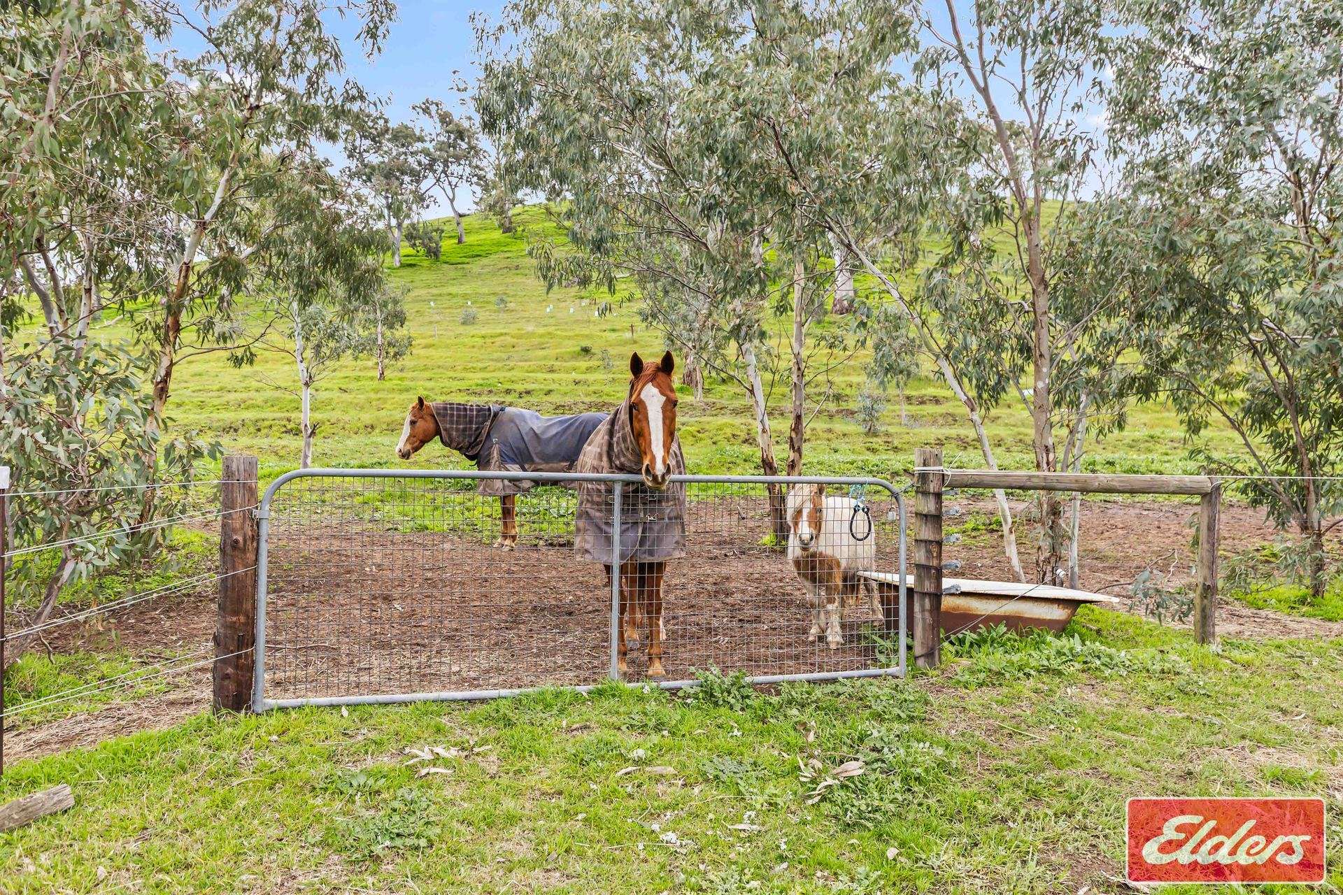 110 Sugar Loaf Road, Williamstown For Sale by Farmbuy.com - image 31