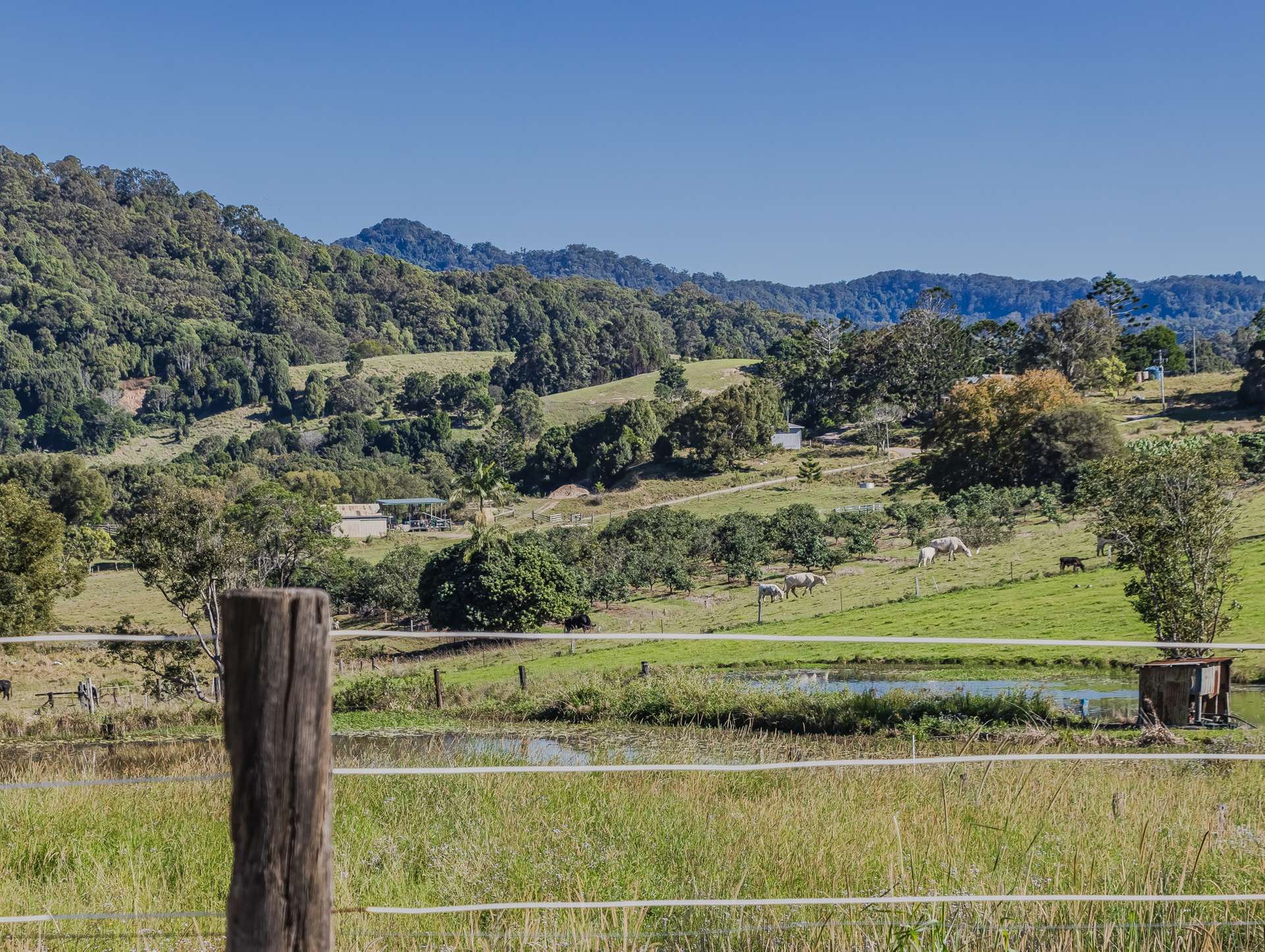 81 Kielys Road, Mooball For Sale by Farmbuy.com - image 25