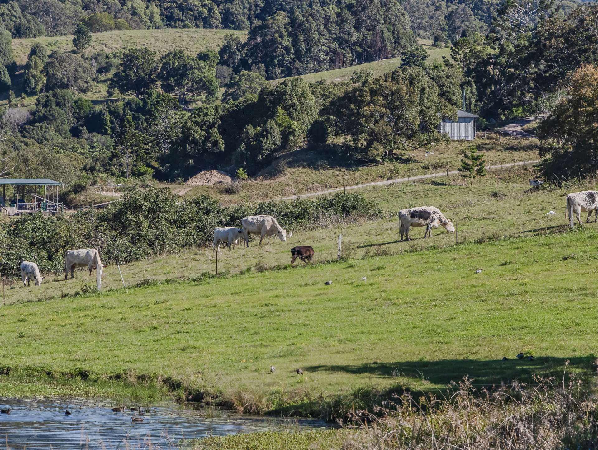 81 Kielys Road, Mooball For Sale by Farmbuy.com - image 26