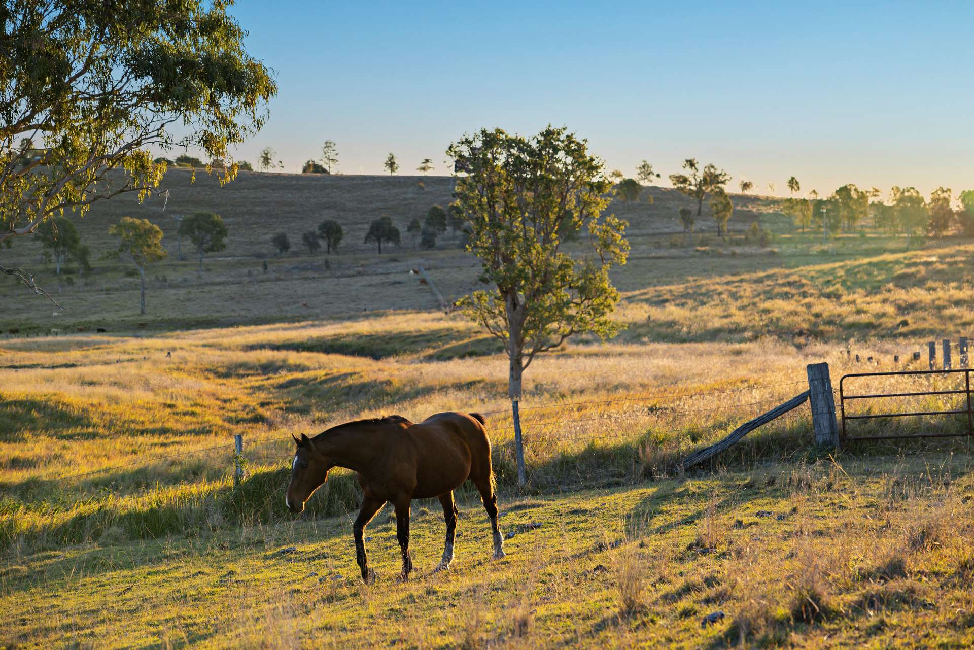 2059 Wivenhoe Somerset Road, Bryden Auction by Farmbuy.com - image 5
