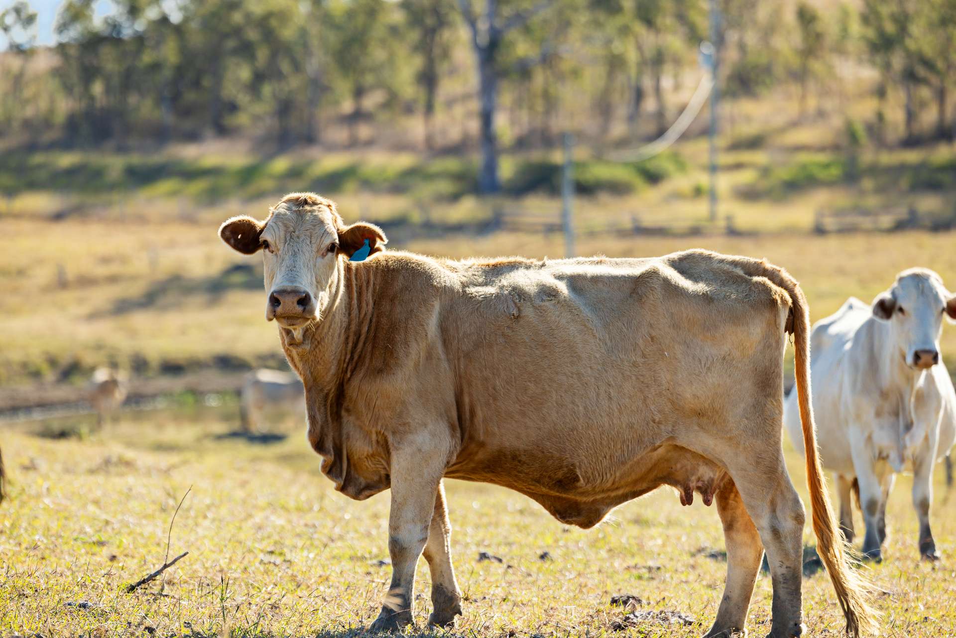 2059 Wivenhoe Somerset Road, Bryden Auction by Farmbuy.com - image 12