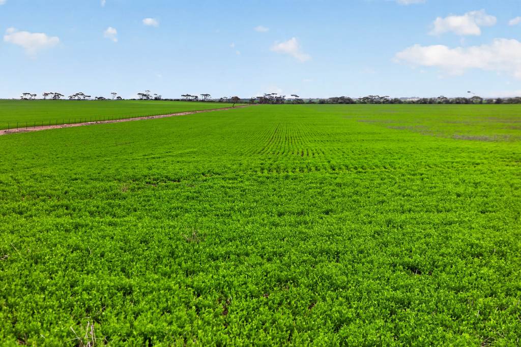 'Shepherds' Thomas Plains Road, Thrington SA 5552