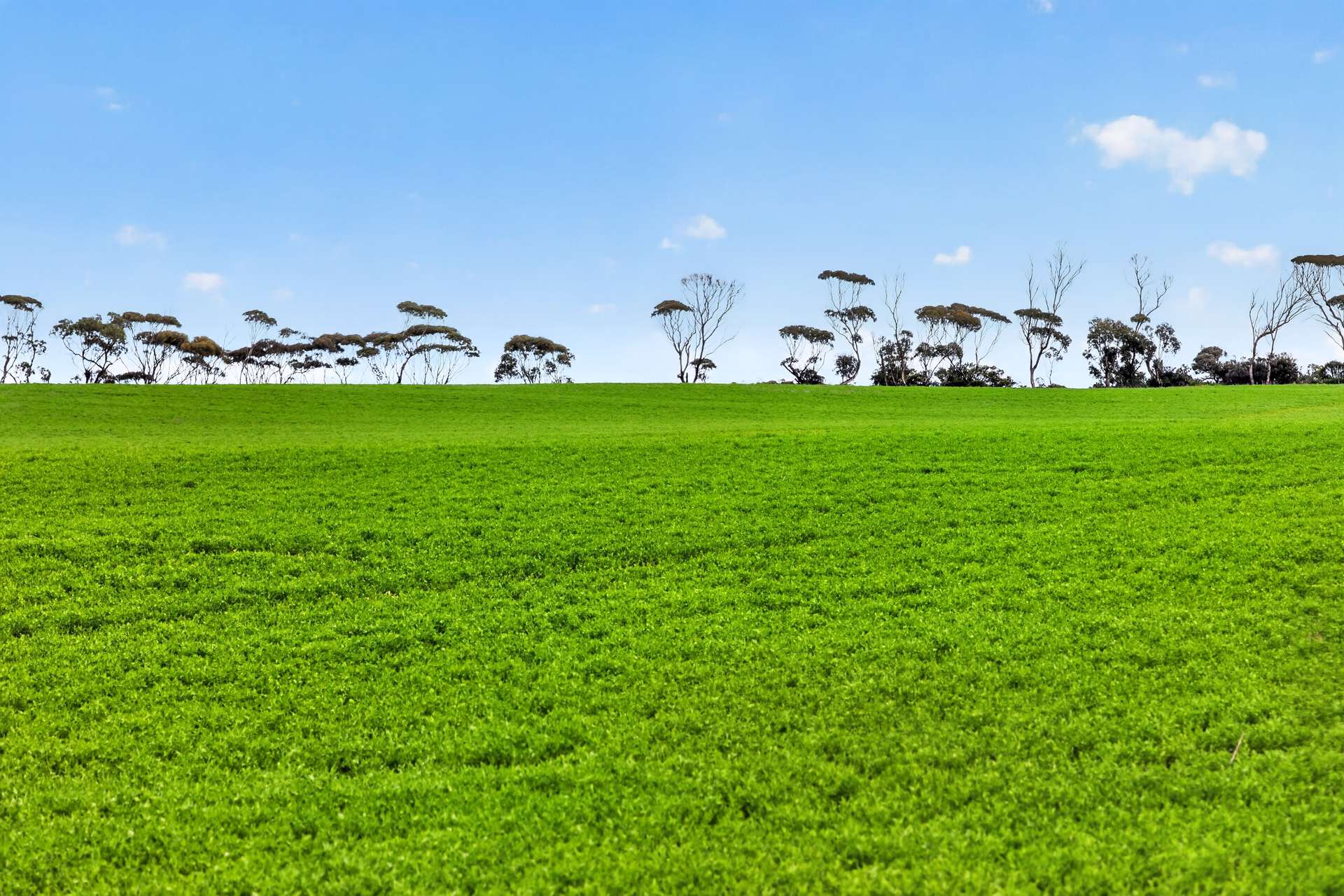 'Shepherds' Thomas Plains Road, Thrington For Sale by Farmbuy.com - image 5