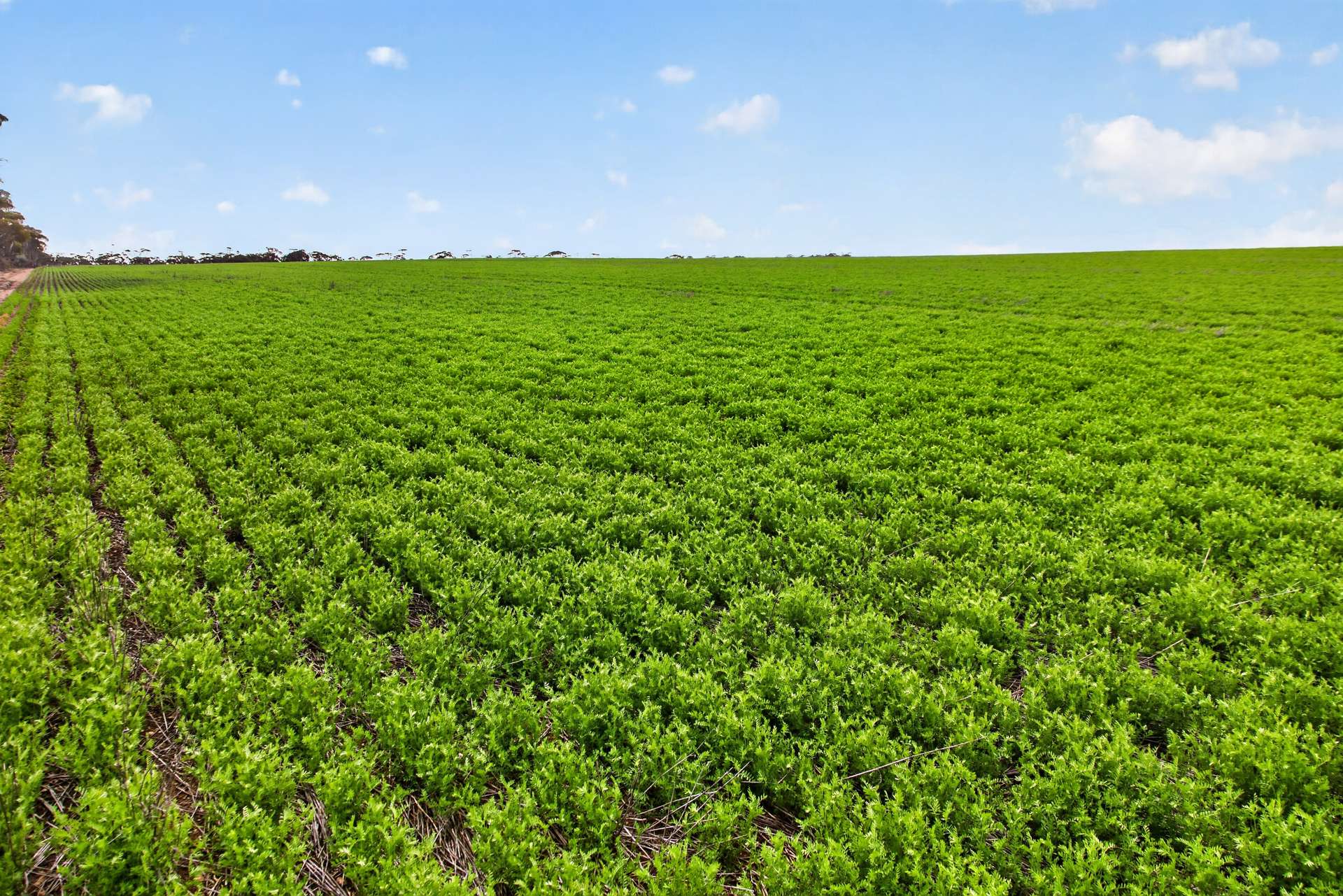 'Shepherds' Thomas Plains Road, Thrington For Sale by Farmbuy.com - image 3