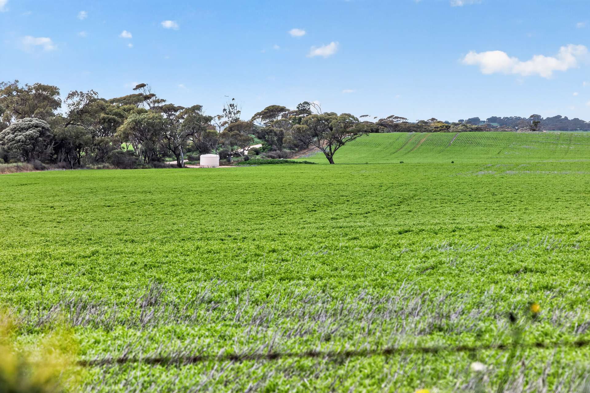 'Shepherds' Thomas Plains Road, Thrington For Sale by Farmbuy.com - image 12