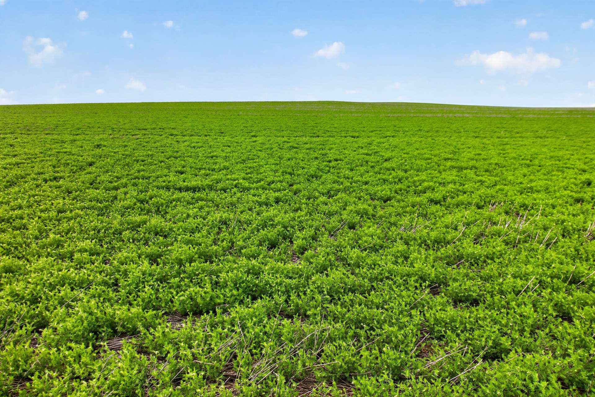 'Shepherds' Thomas Plains Road, Thrington For Sale by Farmbuy.com - image 11