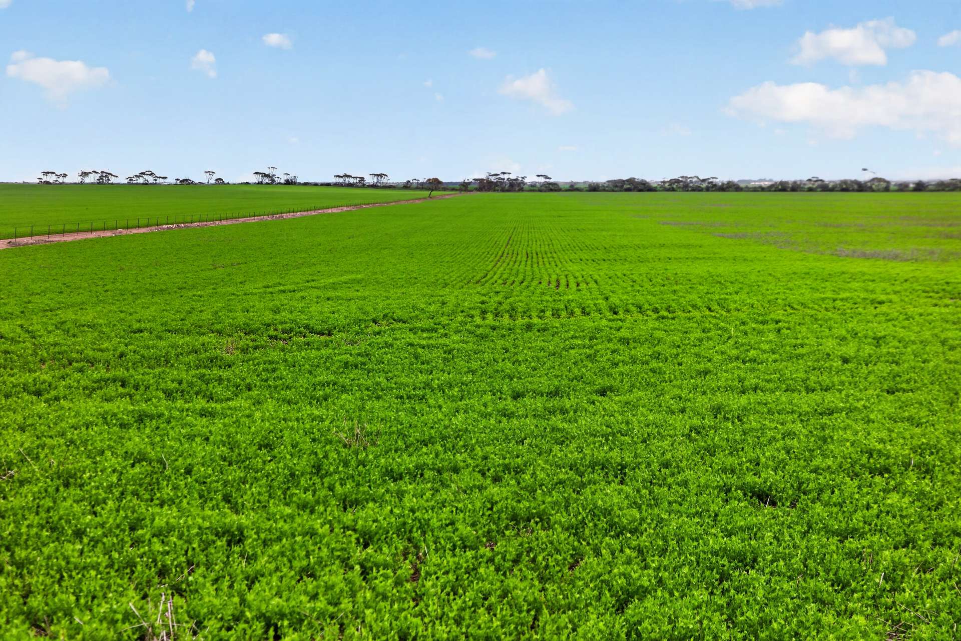 'Shepherds' Thomas Plains Road, Thrington For Sale by Farmbuy.com - image 1