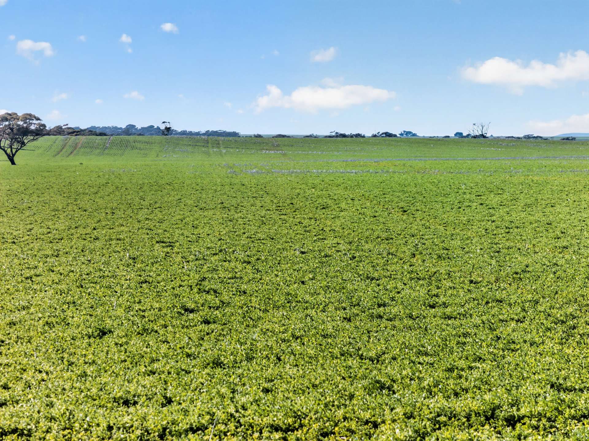 'Shepherds' Thomas Plains Road, Thrington For Sale by Farmbuy.com - image 10