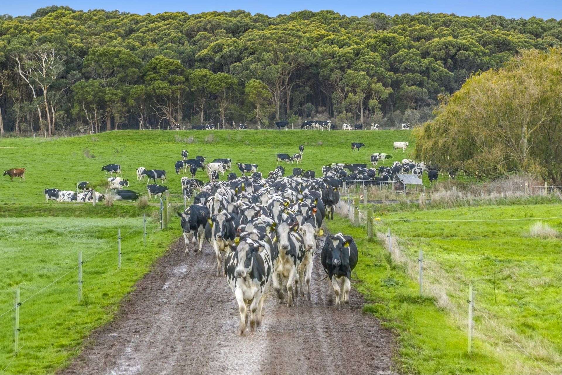 801 Timboon-Colac Road, Jancourt East For Sale by Farmbuy.com - image 8