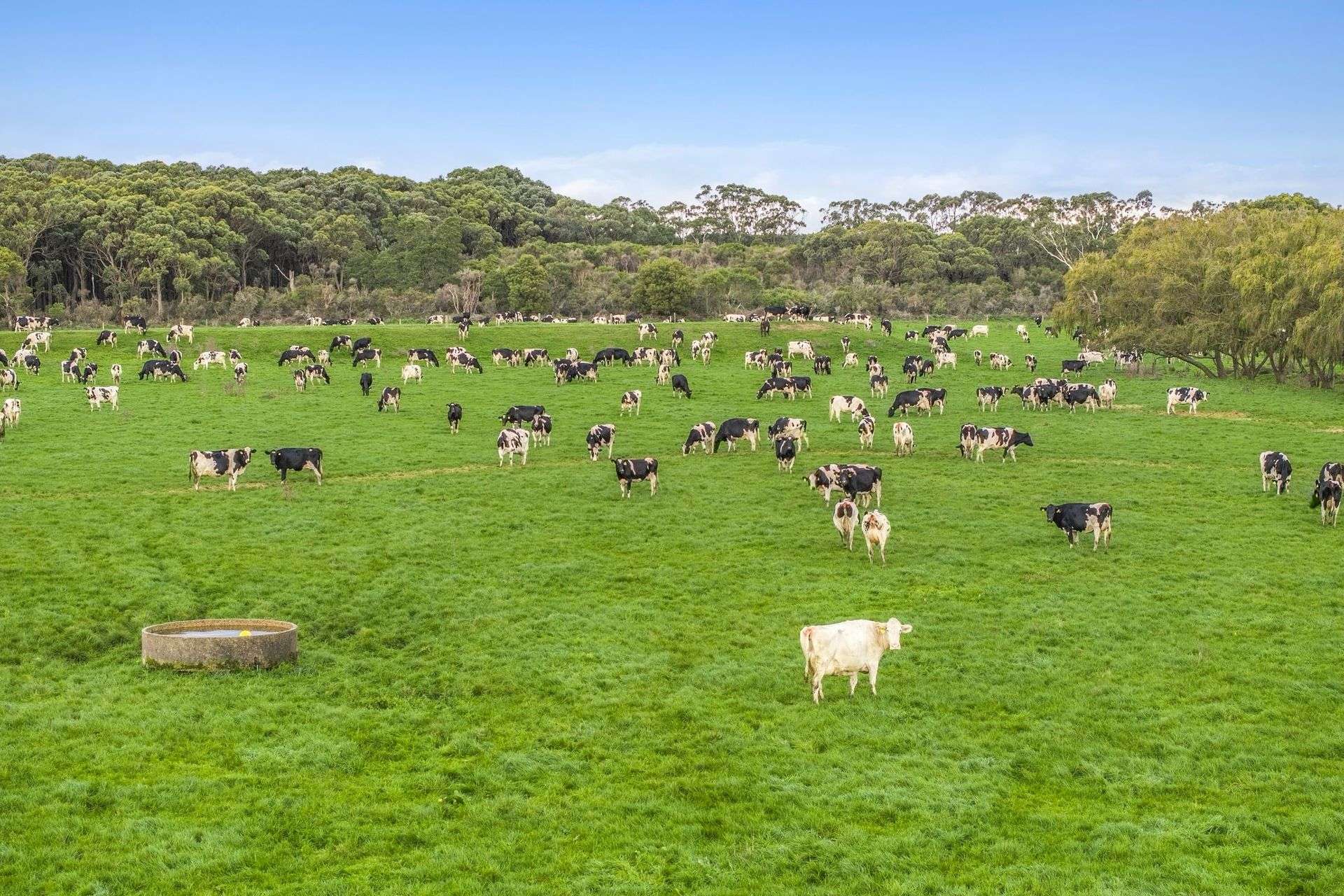 801 Timboon-Colac Road, Jancourt East For Sale by Farmbuy.com - image 16