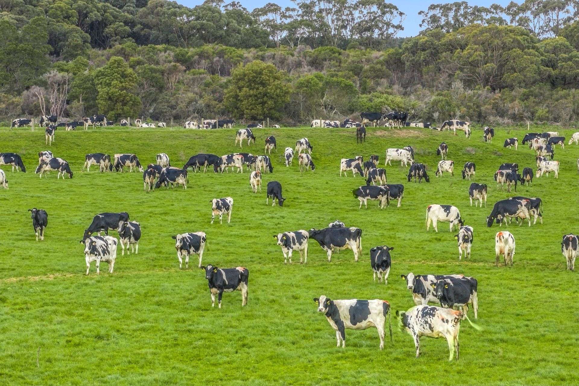 801 Timboon-Colac Road, Jancourt East For Sale by Farmbuy.com - image 9