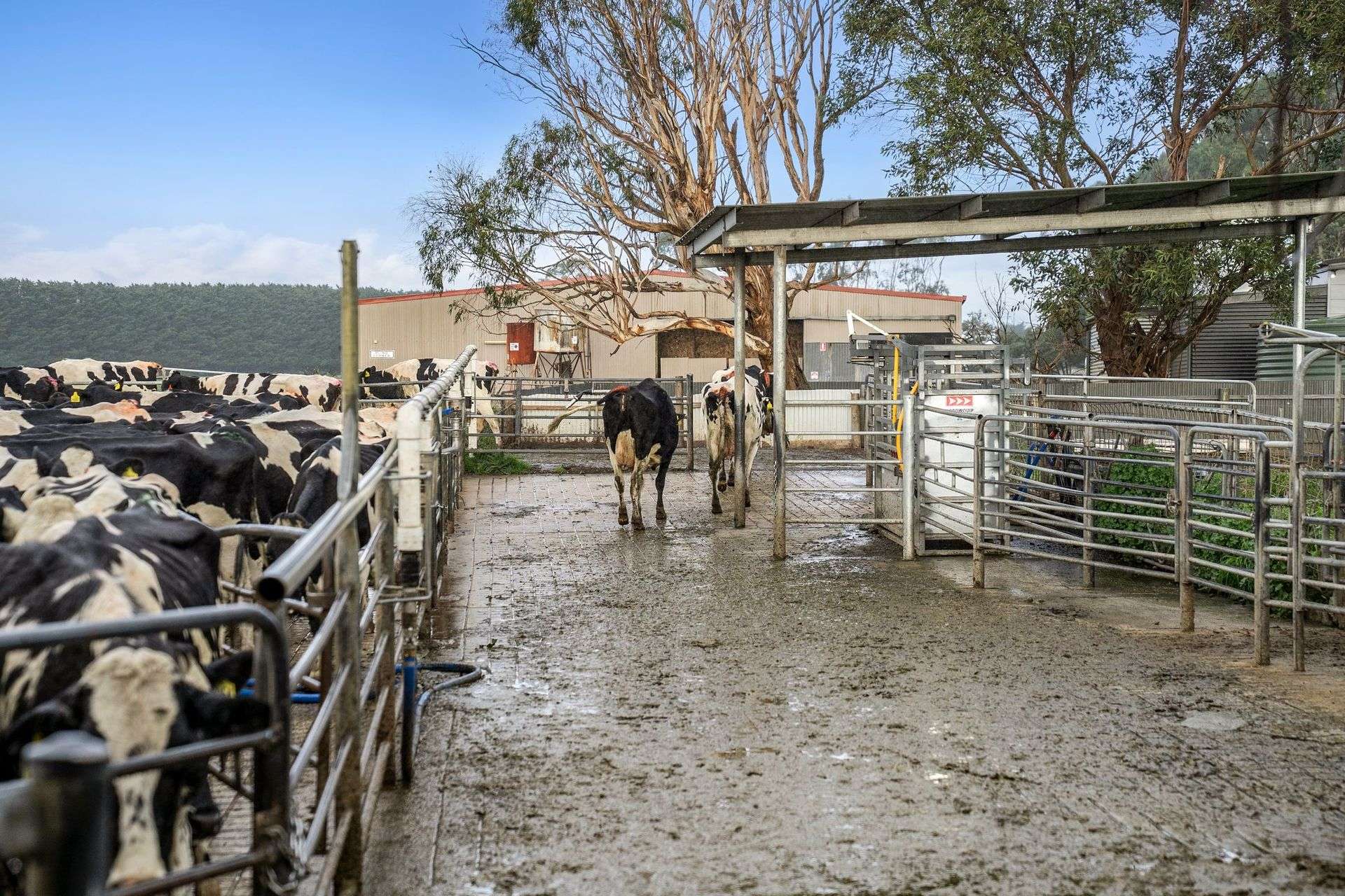 801 Timboon-Colac Road, Jancourt East For Sale by Farmbuy.com - image 5