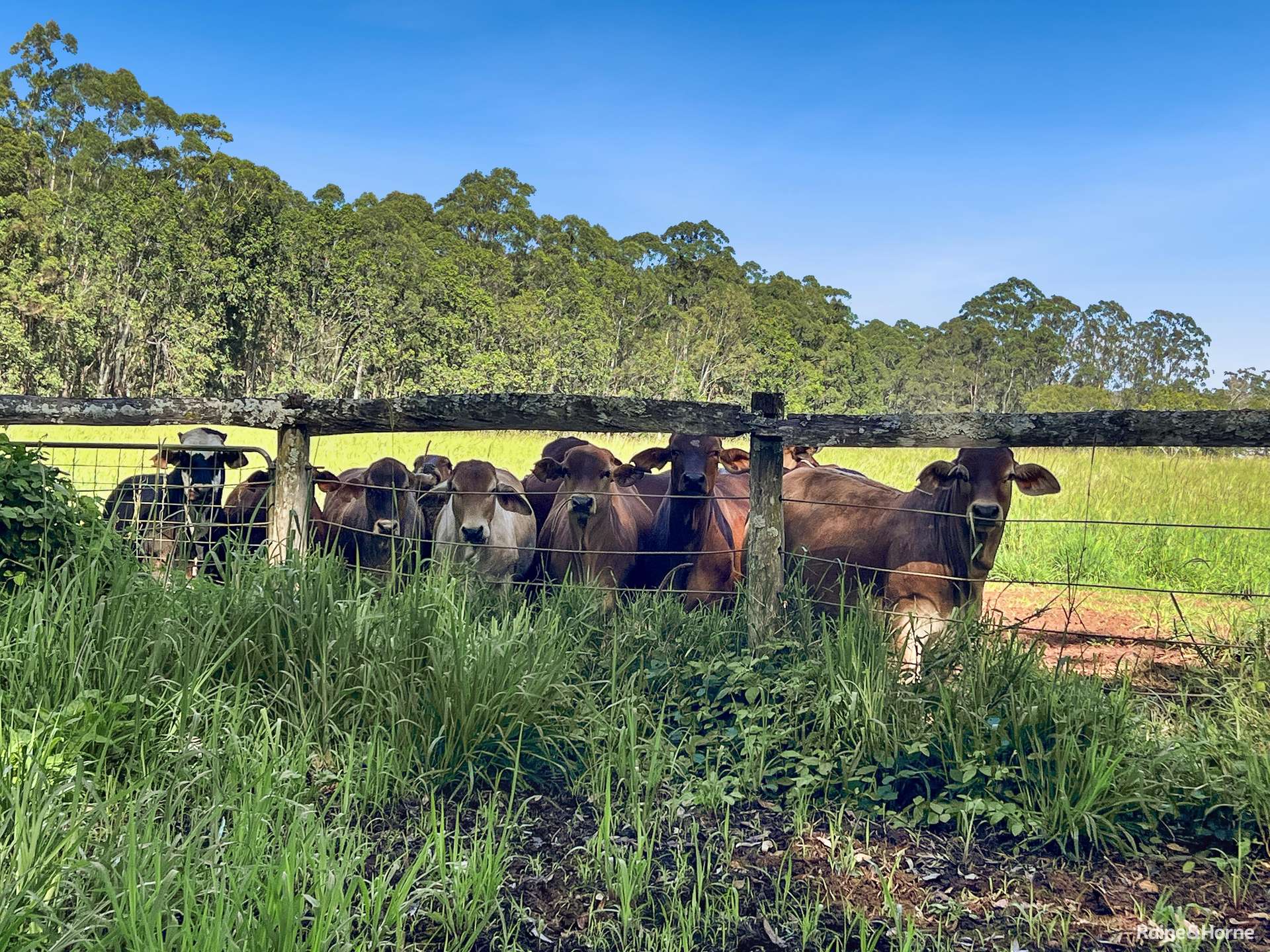 13123 Kennedy Highway, Ravenshoe For Sale by Farmbuy.com - image 35