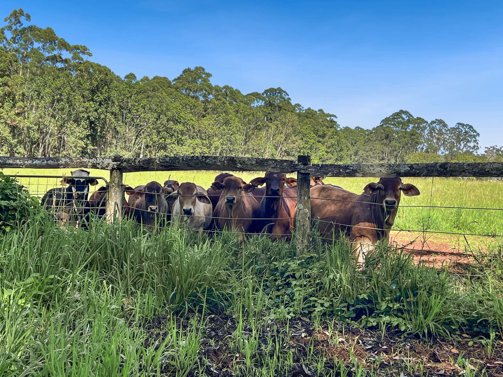 13123 Kennedy Highway, Ravenshoe For Sale by Farmbuy.com - image 35
