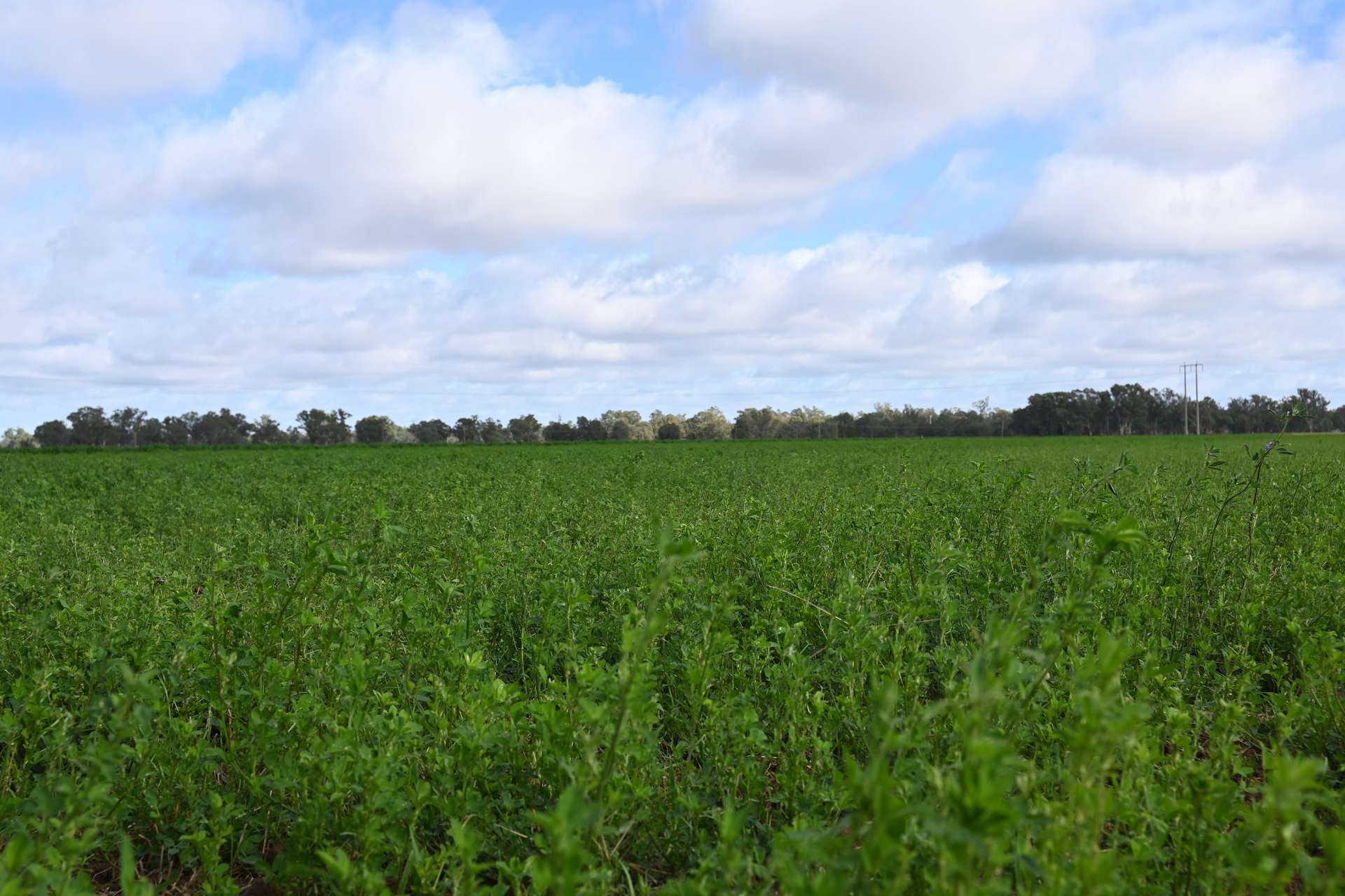 553 New Grenfell Road, Forbes For Sale by Farmbuy.com - image 8