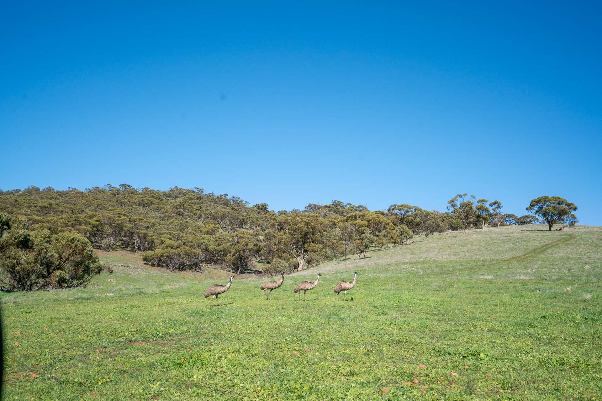 Toodyay For Sale by Farmbuy.com - image 1