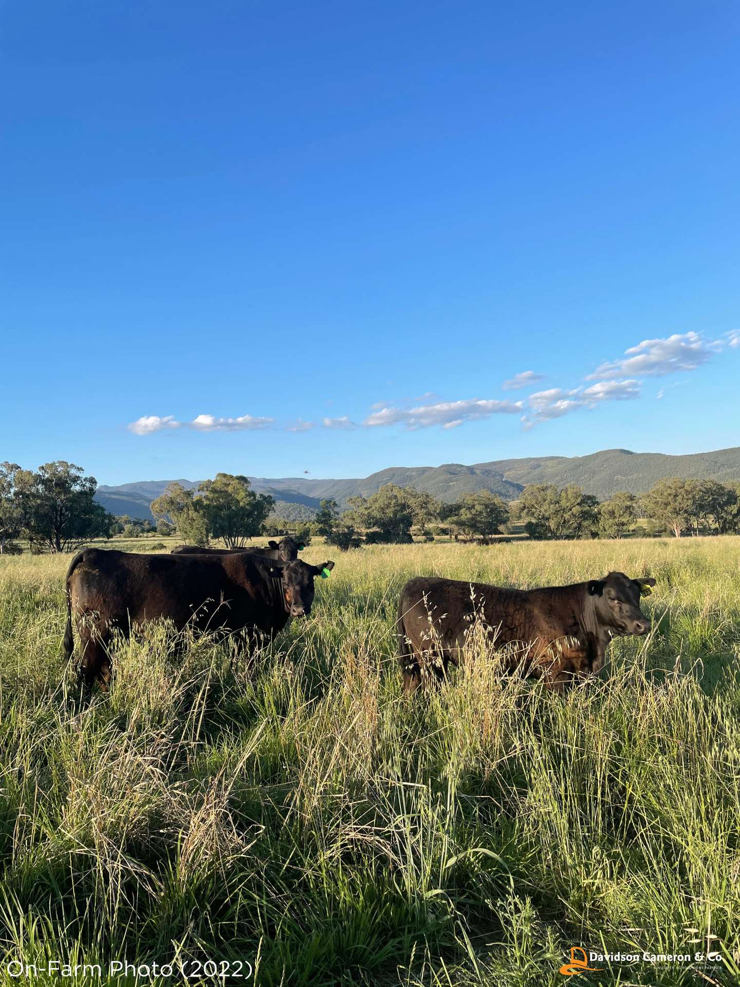 "Spring Flats" 1131 Timor Mountain Road, Maules Creek Auction by Farmbuy.com - image 18
