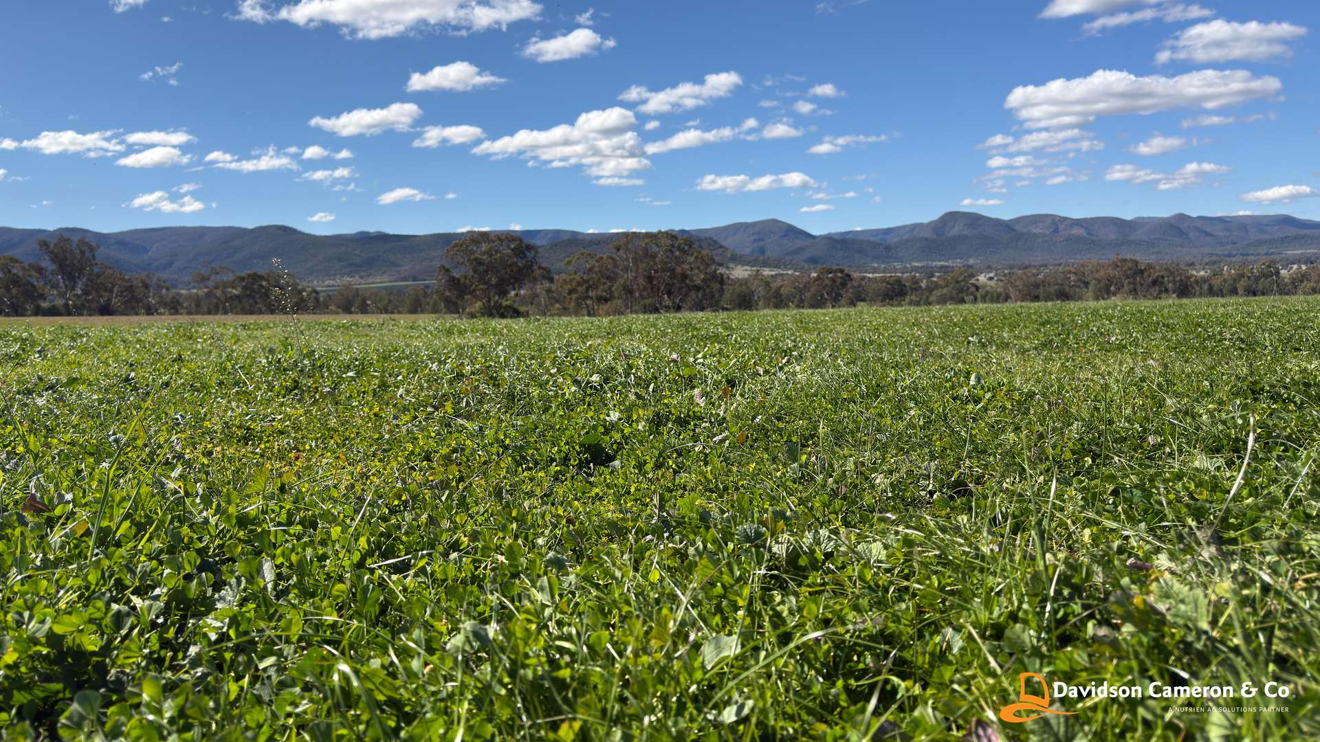"Spring Flats" 1131 Timor Mountain Road, Maules Creek Auction by Farmbuy.com - image 7