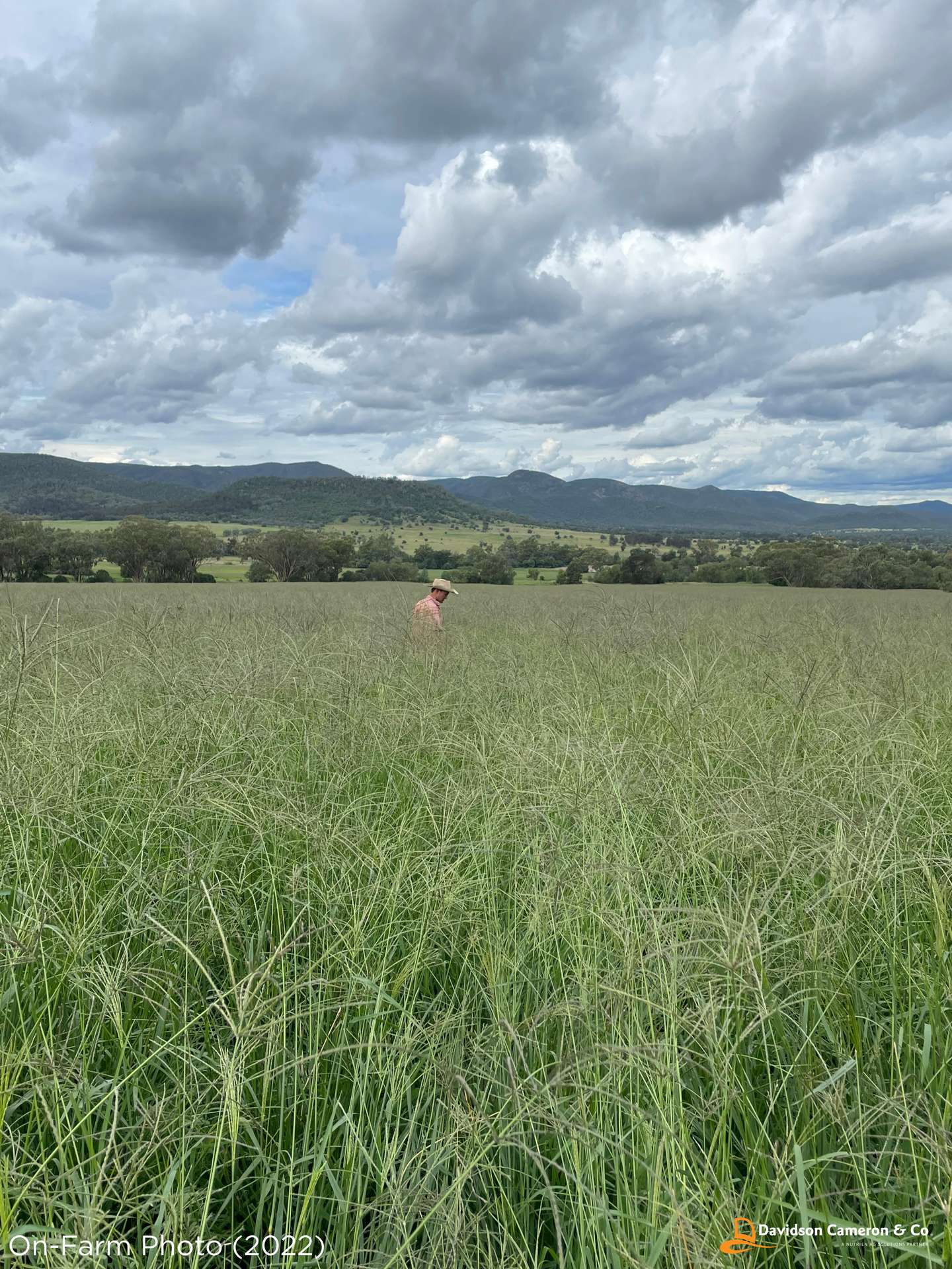 "Spring Flats" 1131 Timor Mountain Road, Maules Creek Auction by Farmbuy.com - image 19