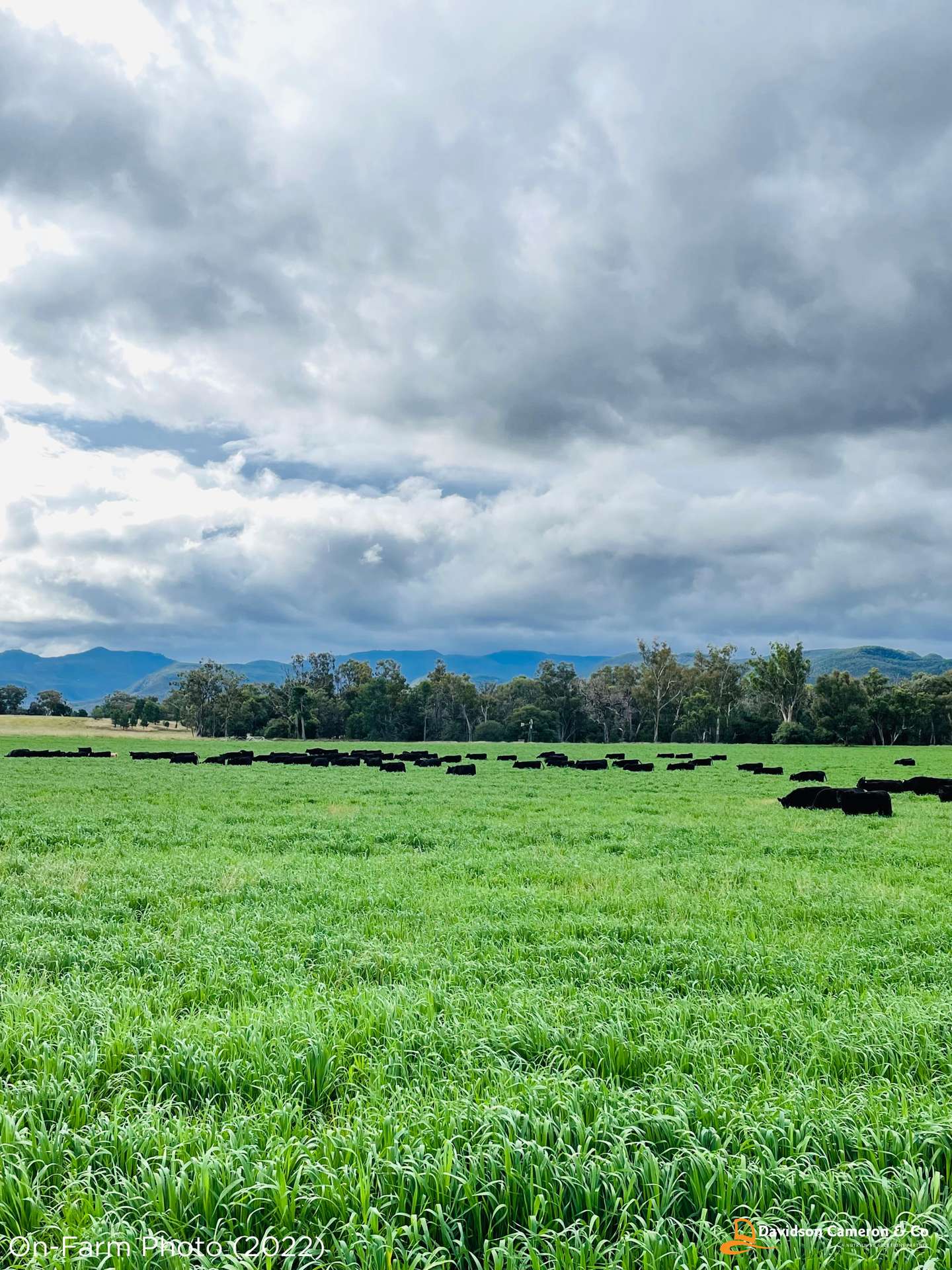 "Spring Flats" 1131 Timor Mountain Road, Maules Creek Auction by Farmbuy.com - image 20