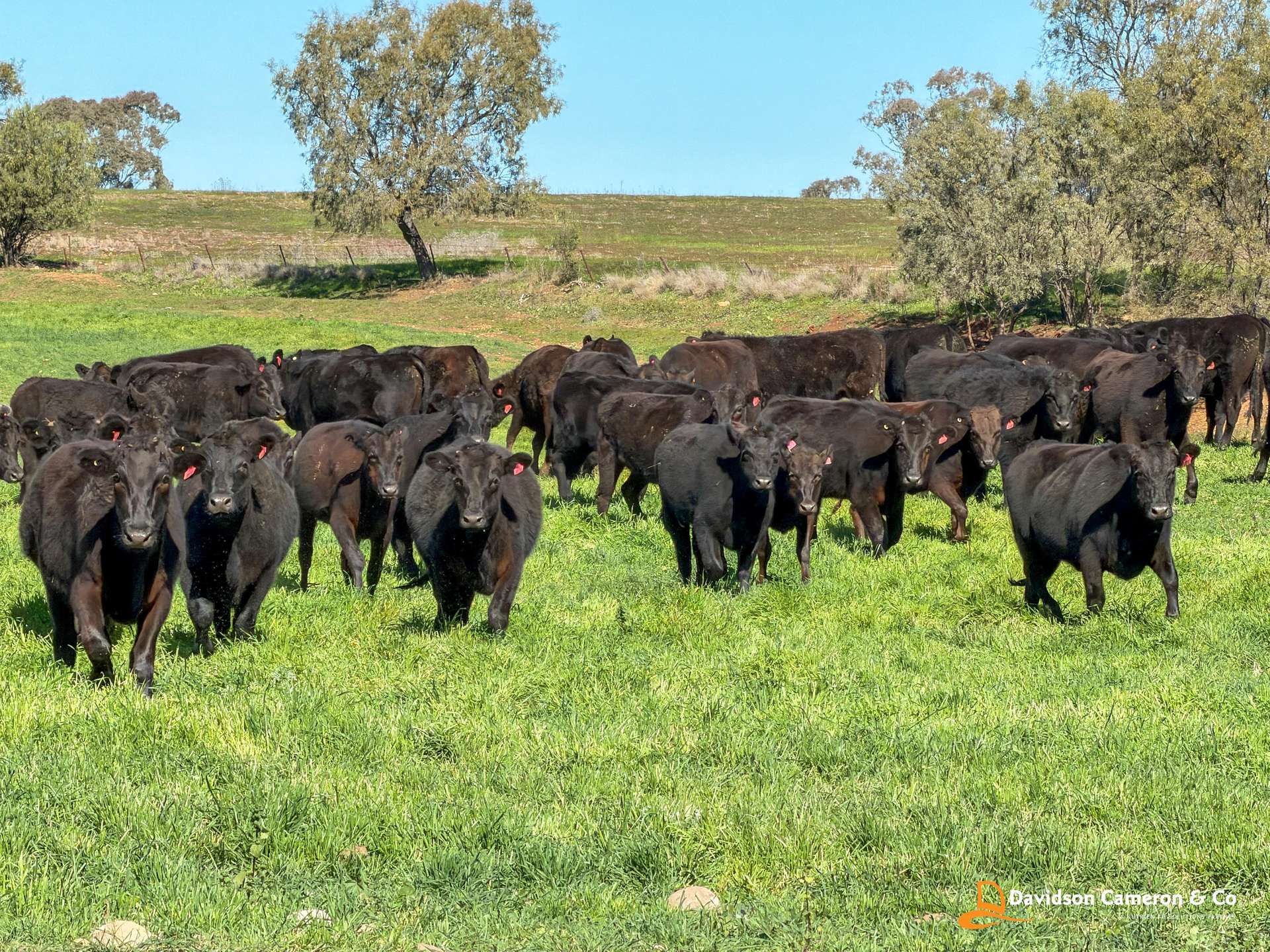 "Spring Flats" 1131 Timor Mountain Road, Maules Creek Auction by Farmbuy.com - image 8