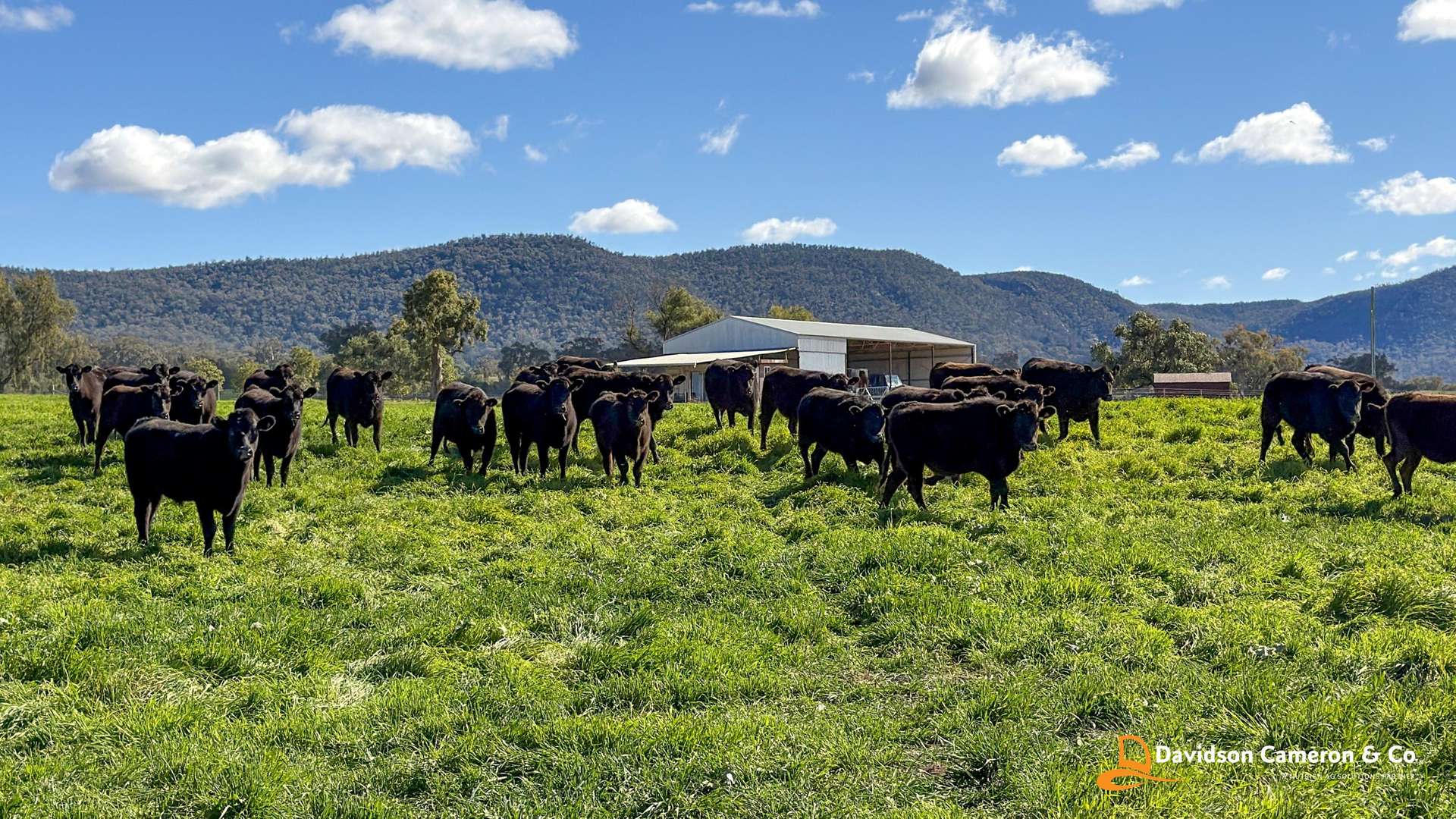 "Spring Flats" 1131 Timor Mountain Road, Maules Creek Auction by Farmbuy.com - image 10